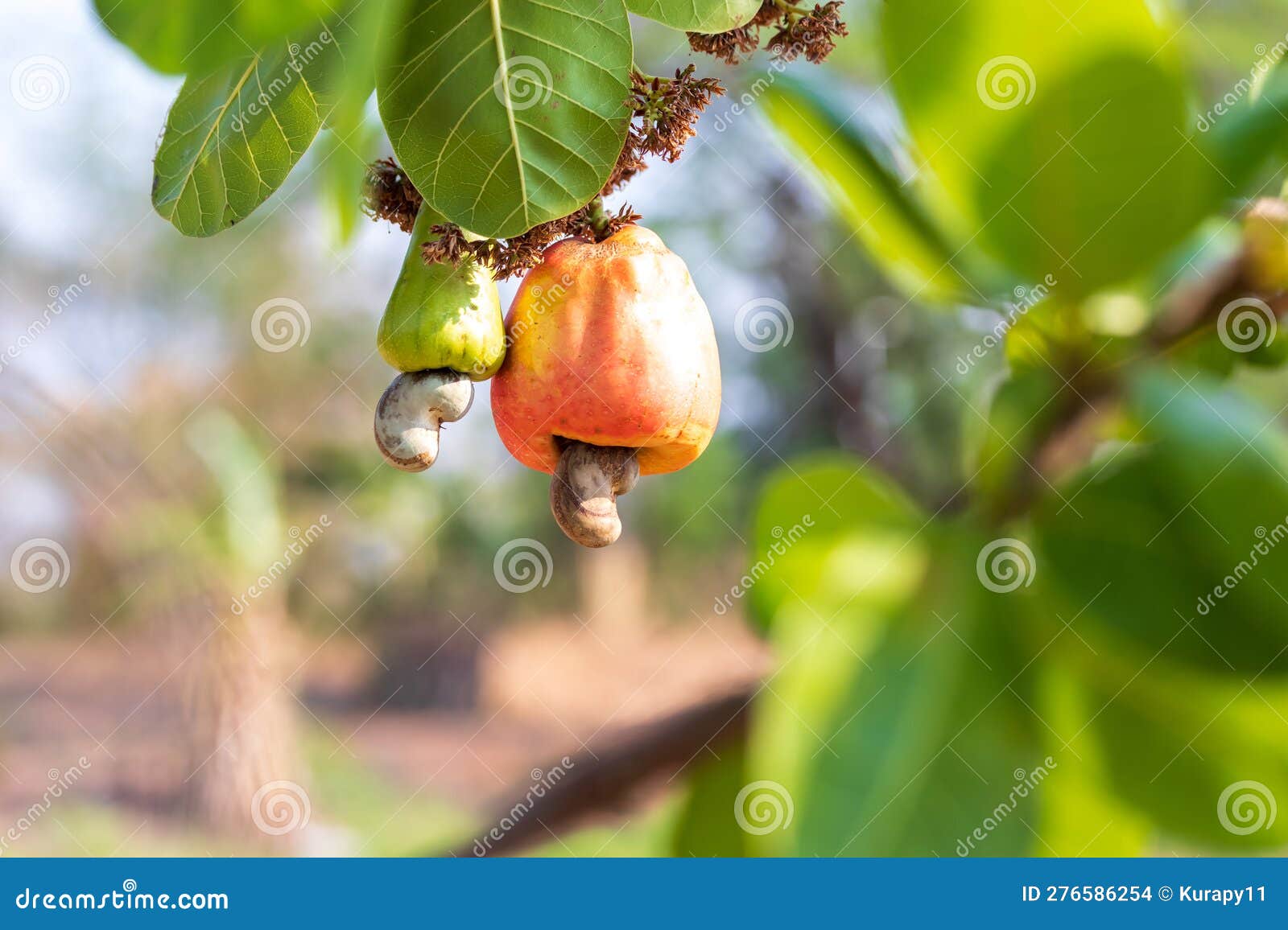 Cashew Fruit. Cashew Fruit Hanging on Tree. Cashew Nuts Growing on a