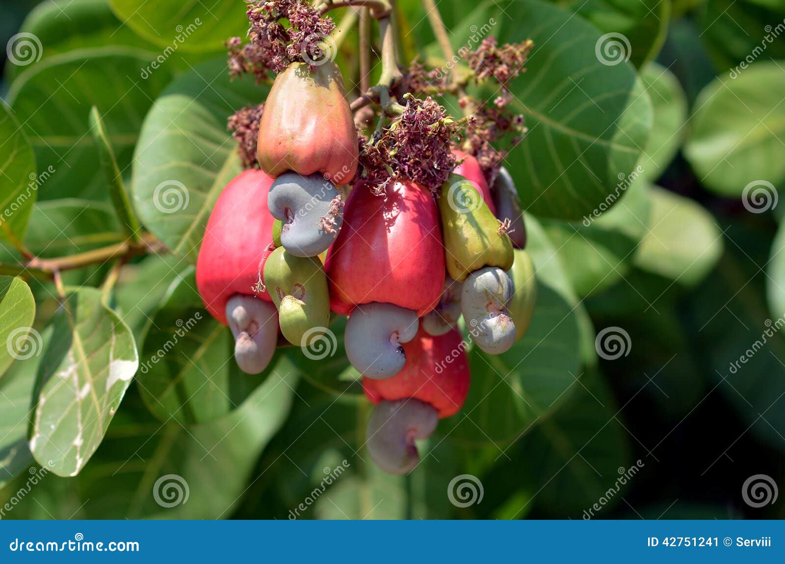 Cashew fruit stock image. Image of green, nutritional 42751241