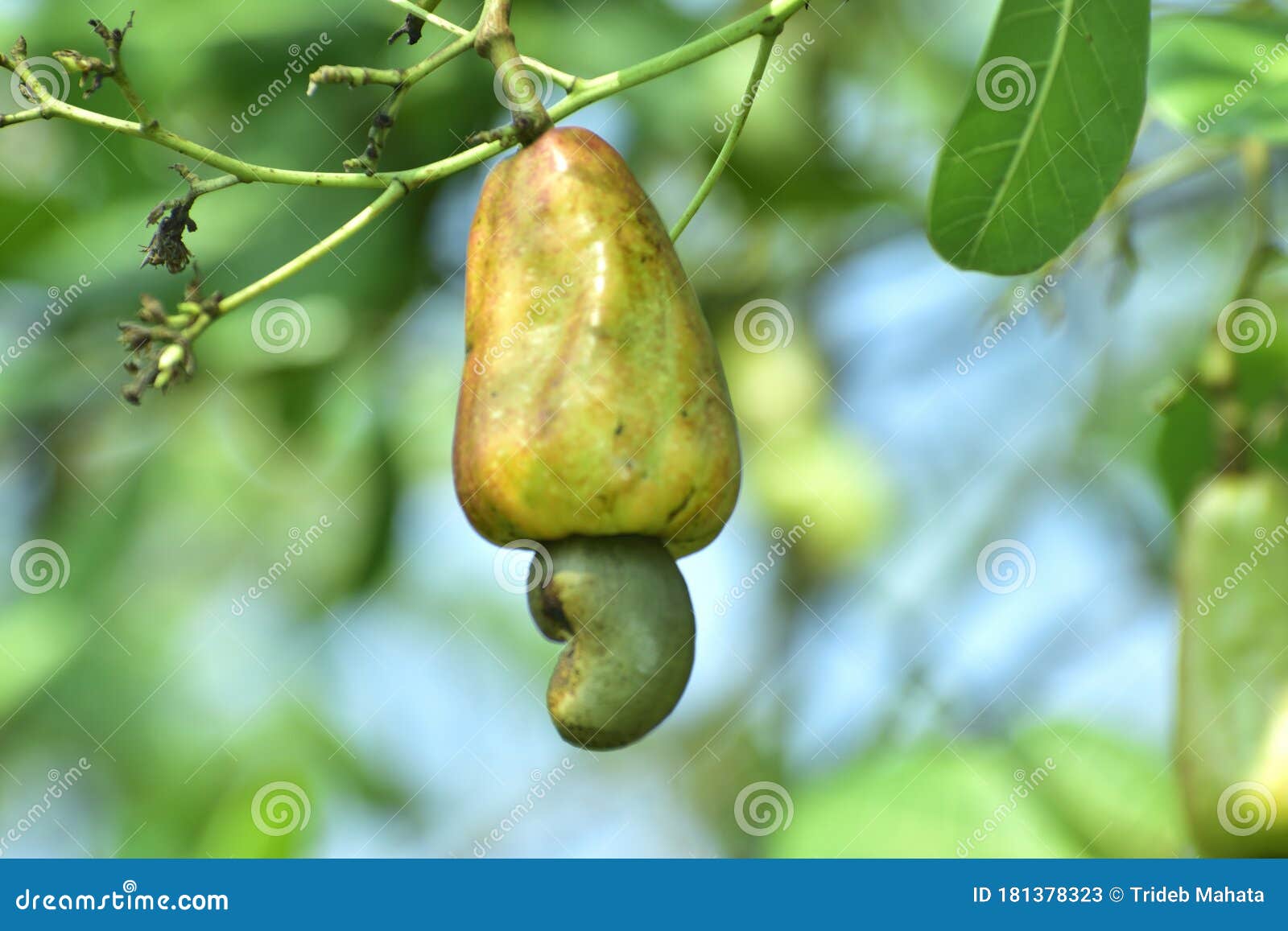 Cashew Fruit in India or Nature Fruit on Out Door Stock Image Image