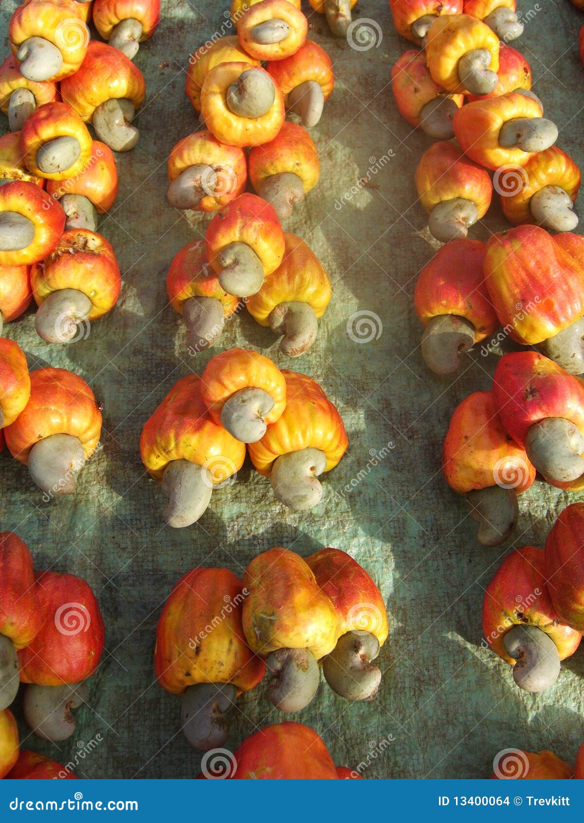 Cashew fruit and nut stock photo. Image of vertical, edible 13400064