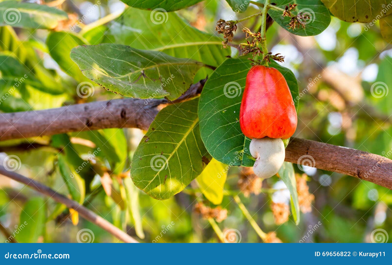 Cashew fruit on tree stock photo. Image of fruit, climate 69656822