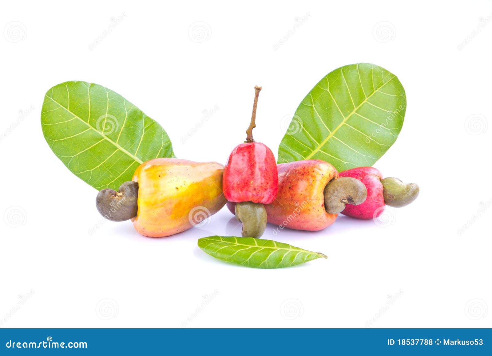 Cashew Nut Fruit Royalty Free Stock Photos Image 18537788