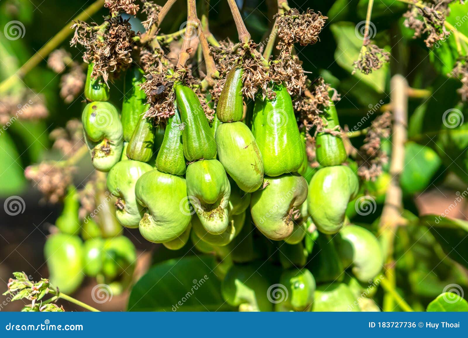 cashew nut fruit or anacardium occidentale on tree