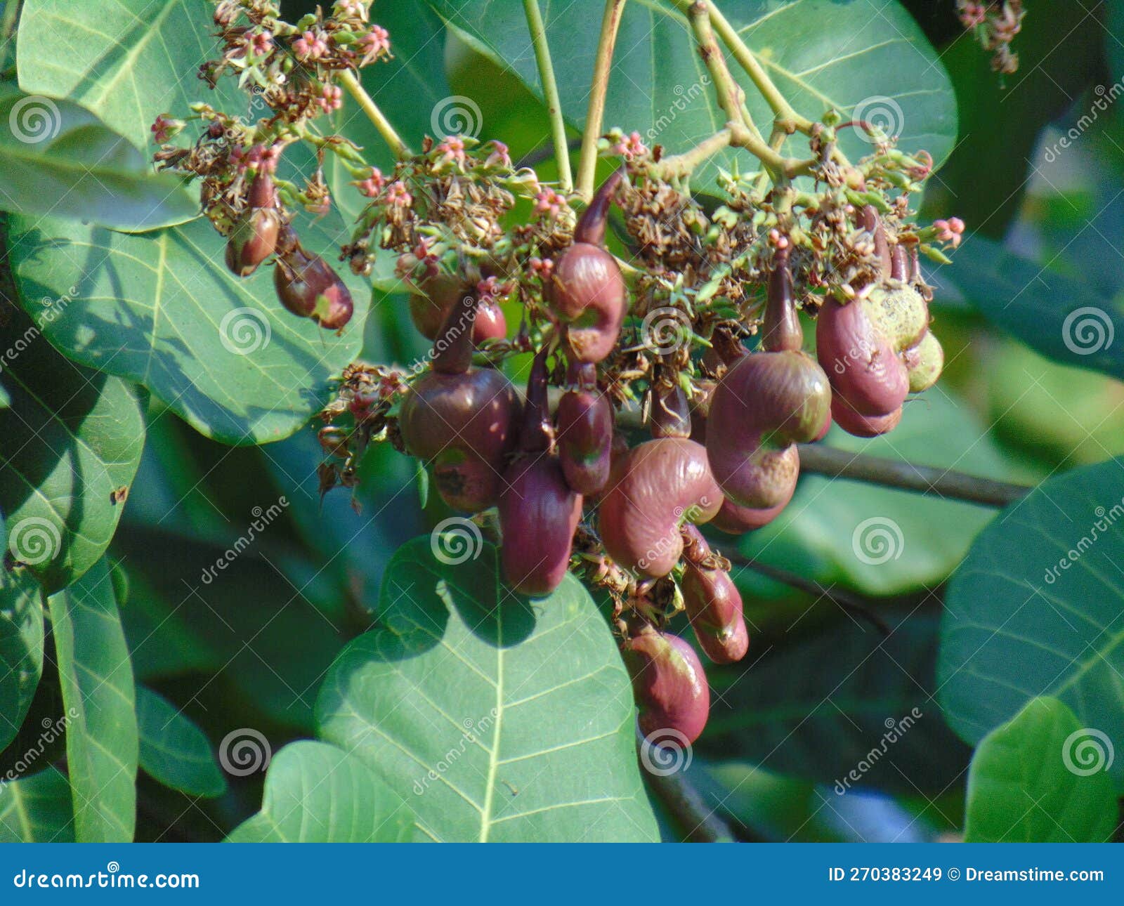 Cashew Nut Healthy Nutrition Stock Image Image of healthy, cashew