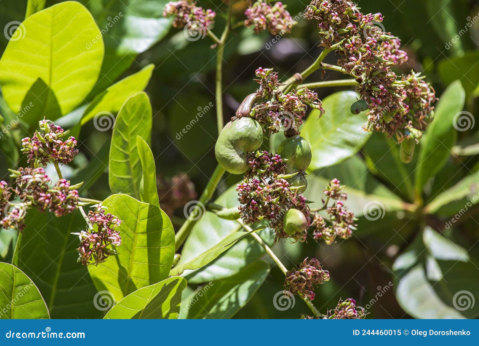 Cashew Nuts Growing on a Tree. India Stock Image Image of nutrition