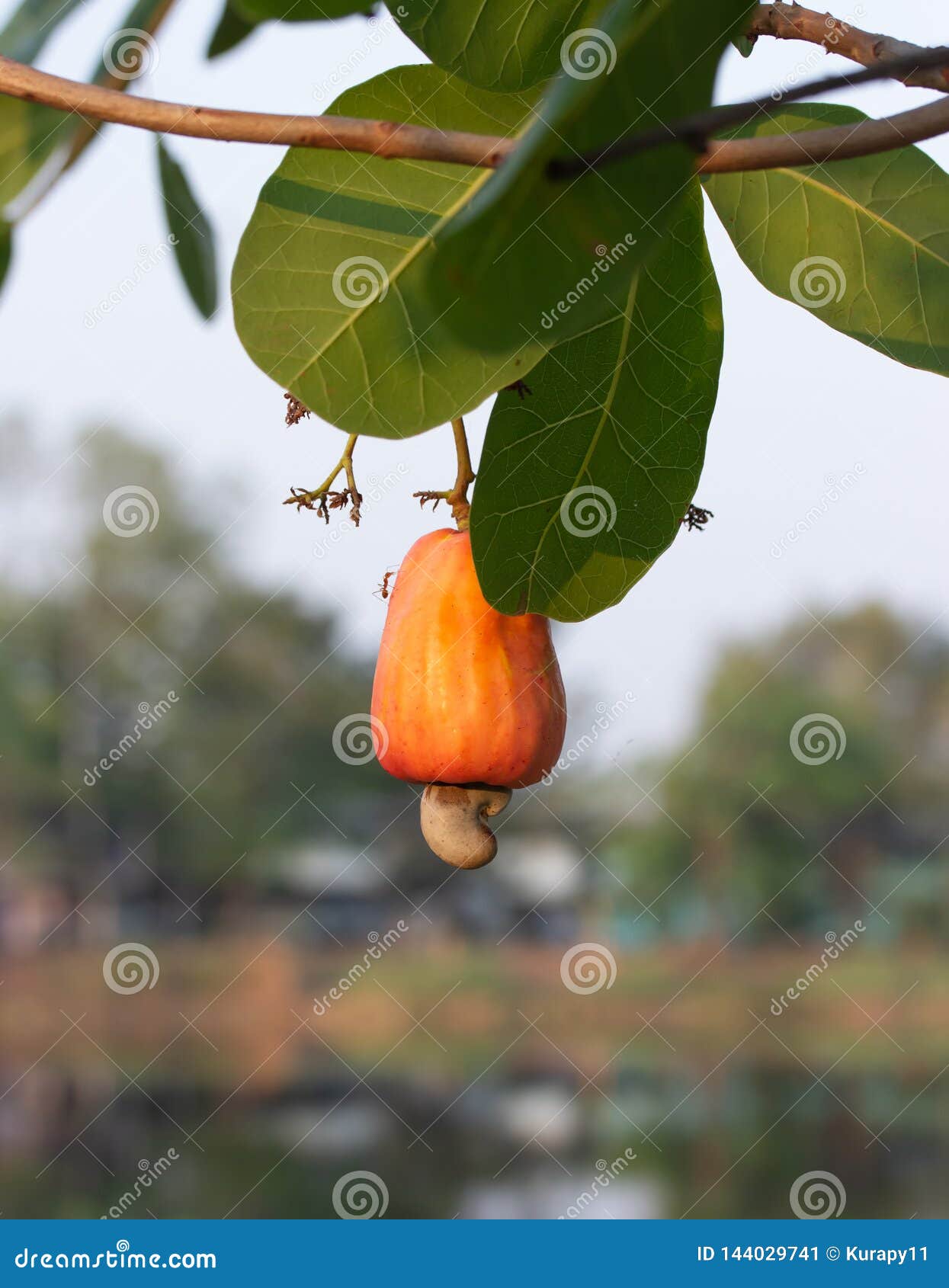 Cashew Nuts Growing on a Tree. Stock Image Image of nature, fresh