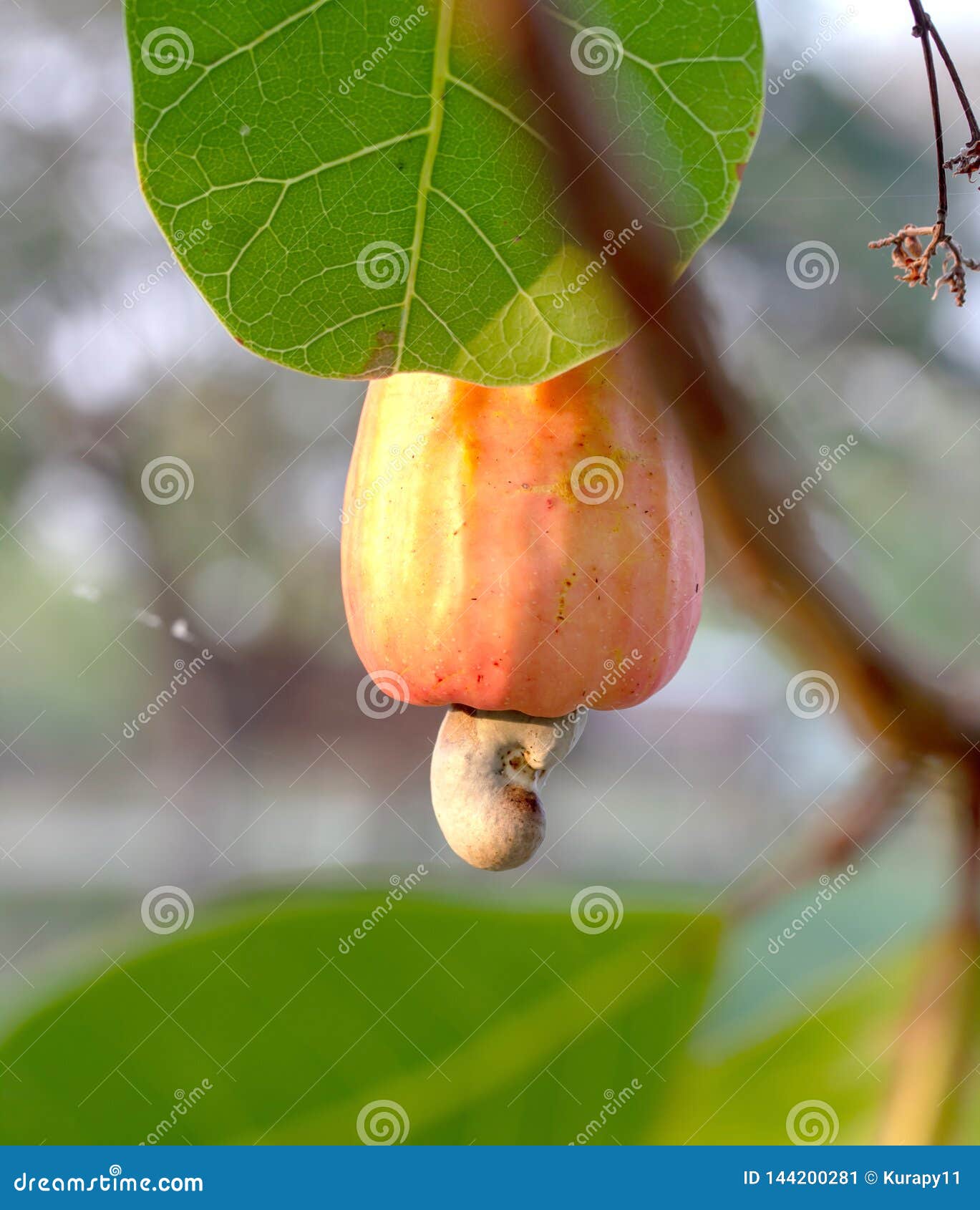 Cashew Nuts Growing on a Tree. Stock Image Image of fresh, fruit