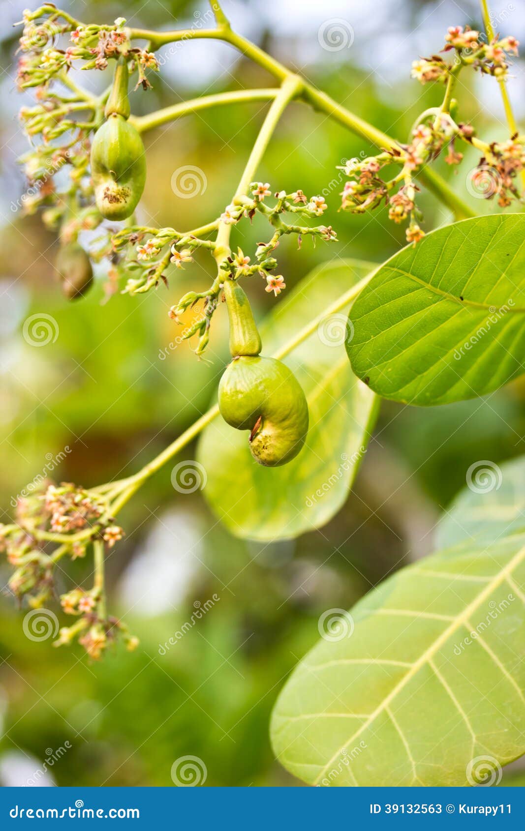 Cashew Nuts Growing on a Tree Stock Image Image of tree, farming