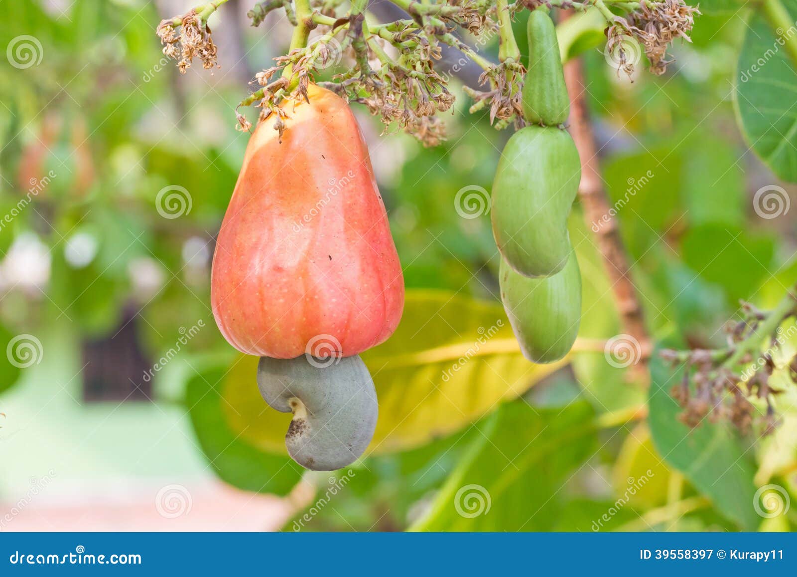 Cashew Nuts Growing on a Tree Stock Image Image of agriculture, fruit 39558397