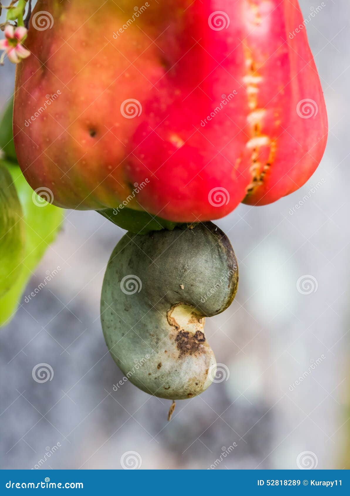 Cashew Nuts Growing on a Tree Stock Image Image of leaf, agriculture