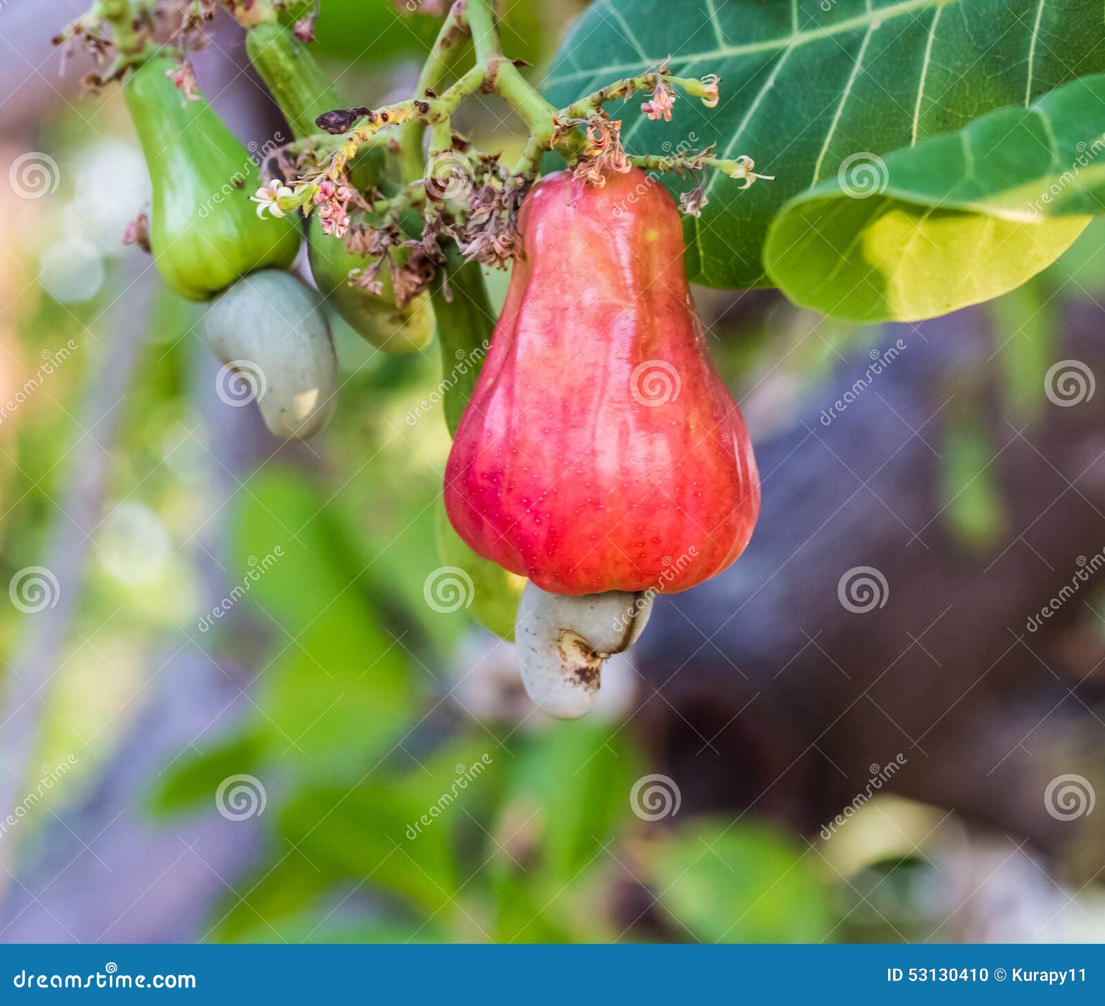 Cashew Nuts Growing on a Tree Stock Photo Image of green, leaf 53130410