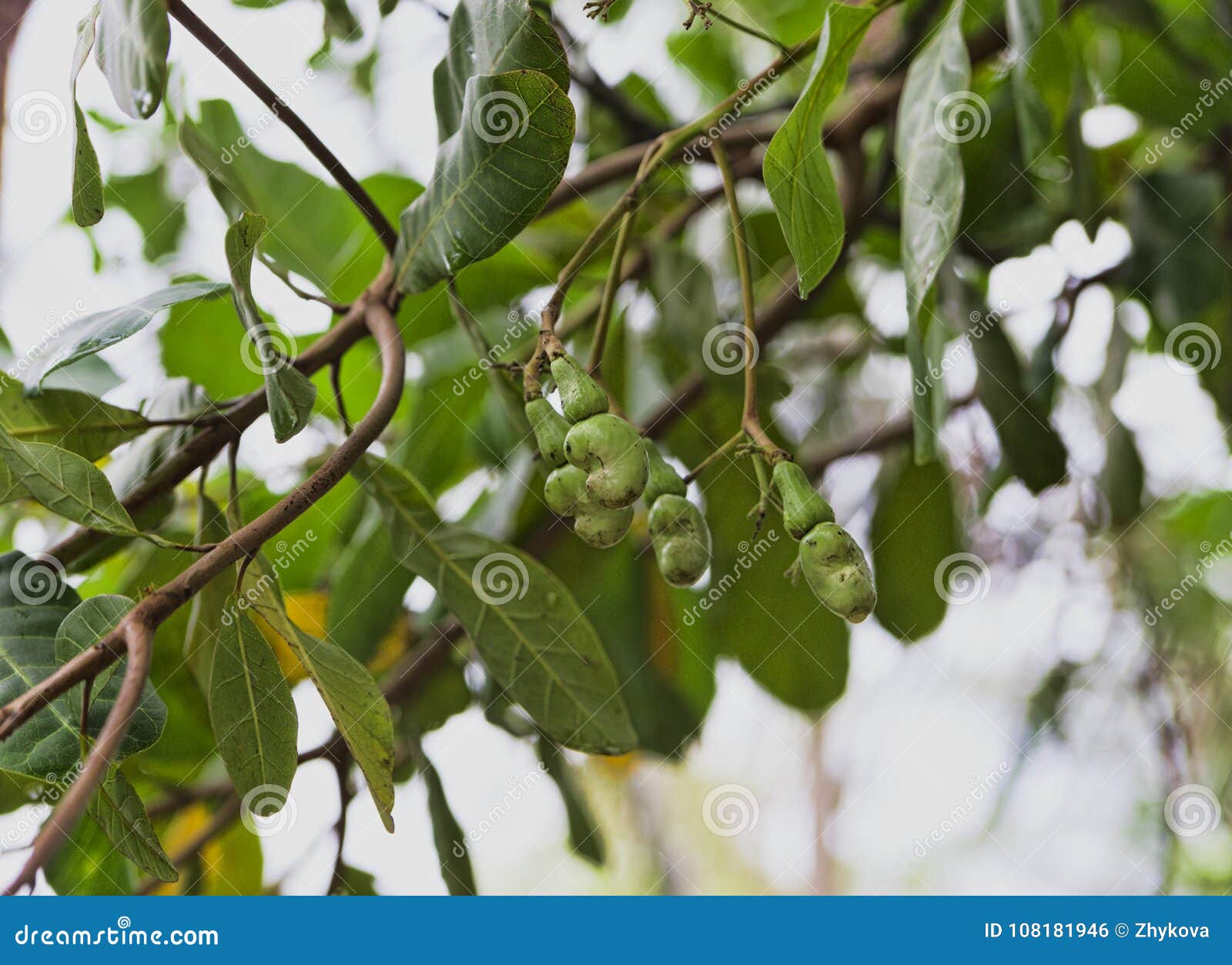 Cashew Nuts are the Most Expensive Peanuts in the World Stock Photo