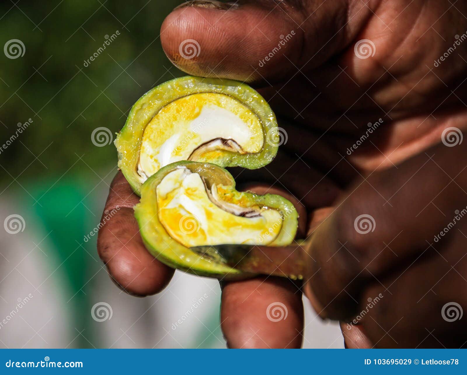fresh cashew, sainte marie`s island, analanjirofo, madagascar