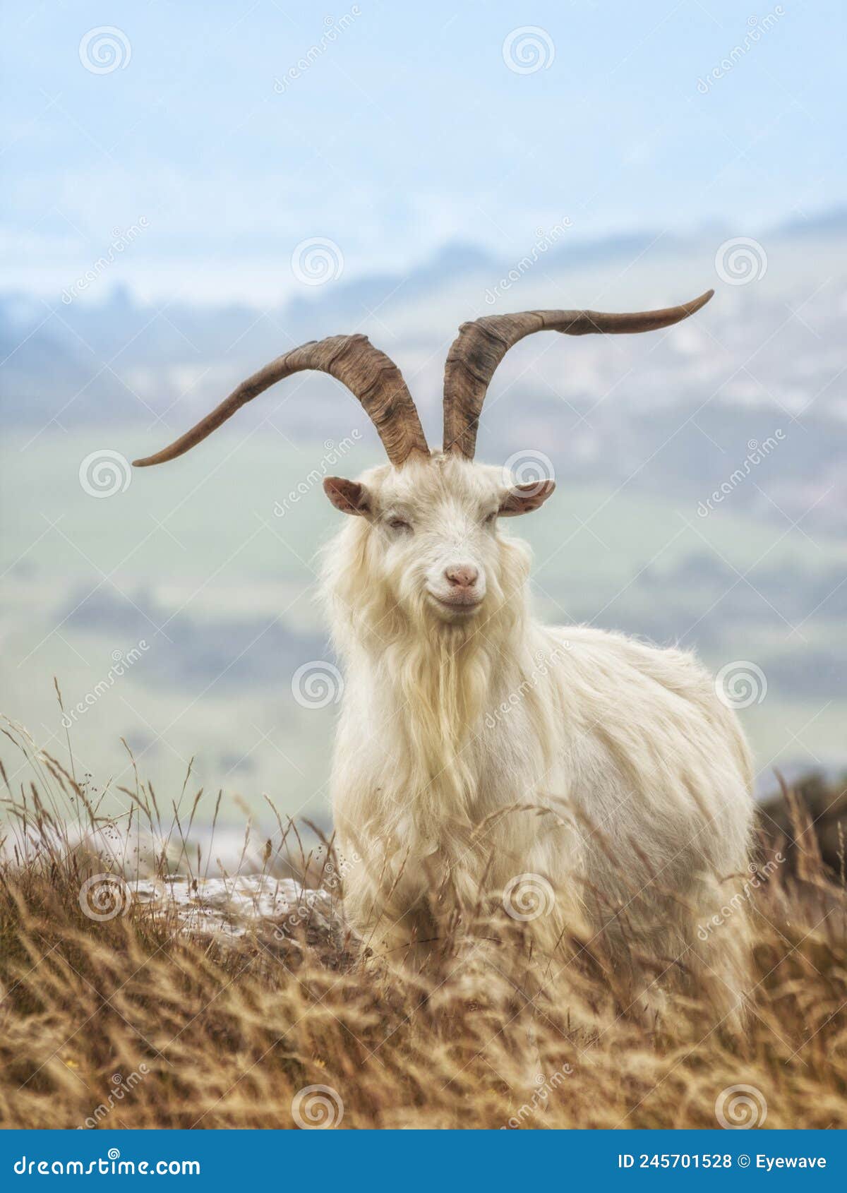 Cashmere Billy-goat at North Wales Stock Photo - Image of great