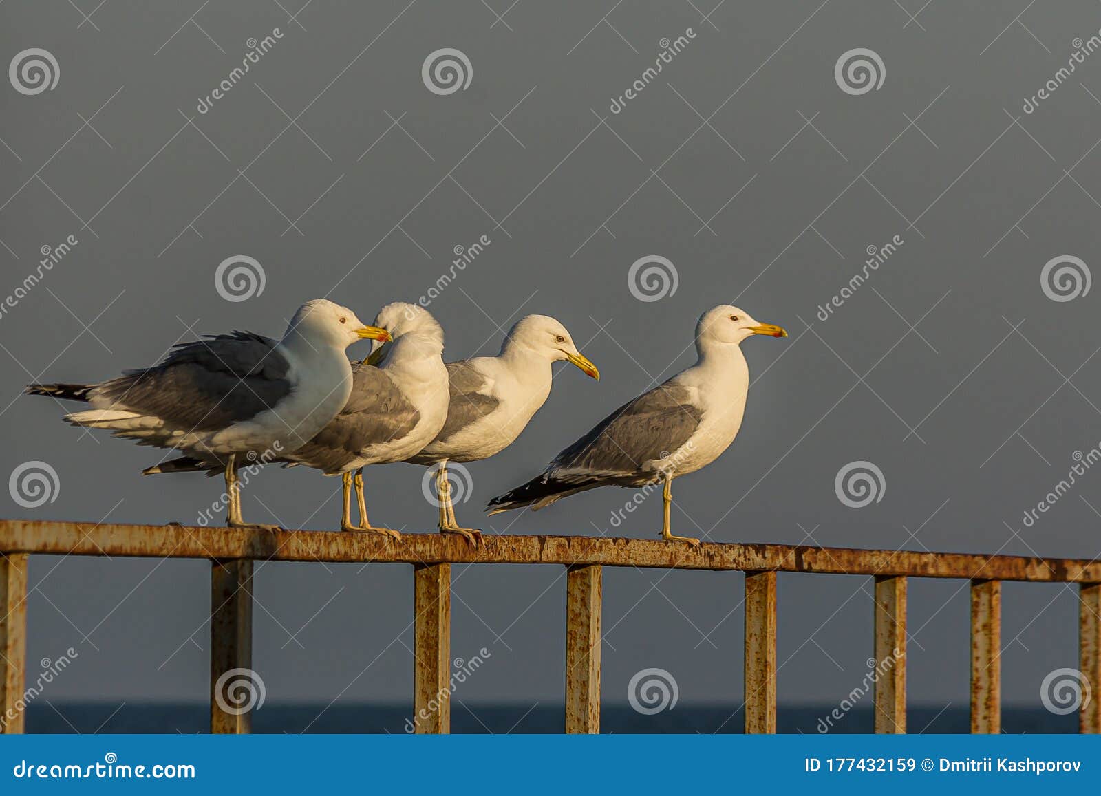 The Caspian Gull Larus Cachinnans is a Large Gull and a Member of the