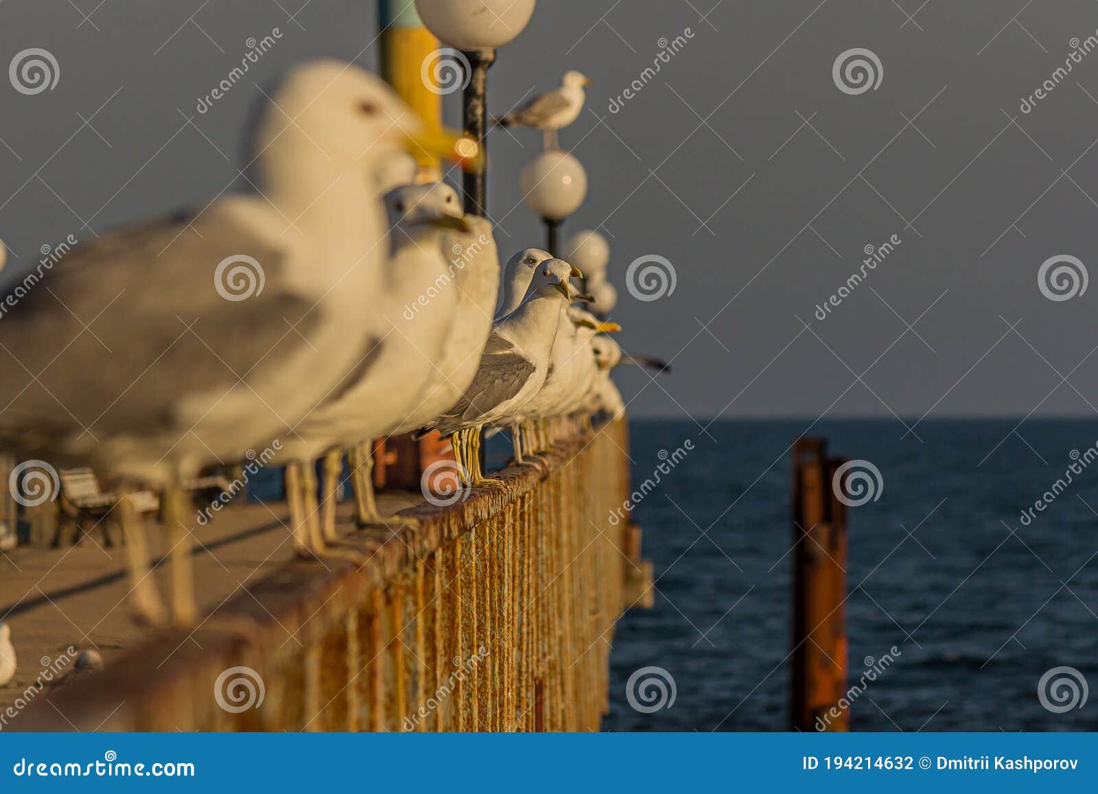 The Caspian Gull Larus Cachinnans is a Large Gull and a Member of the