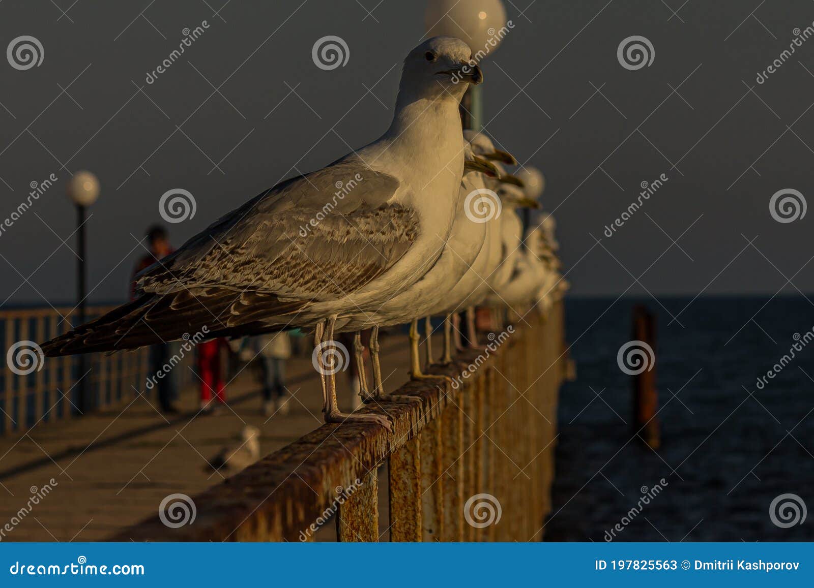 The Caspian Gull Larus Cachinnans is a Large Gull and a Member of the