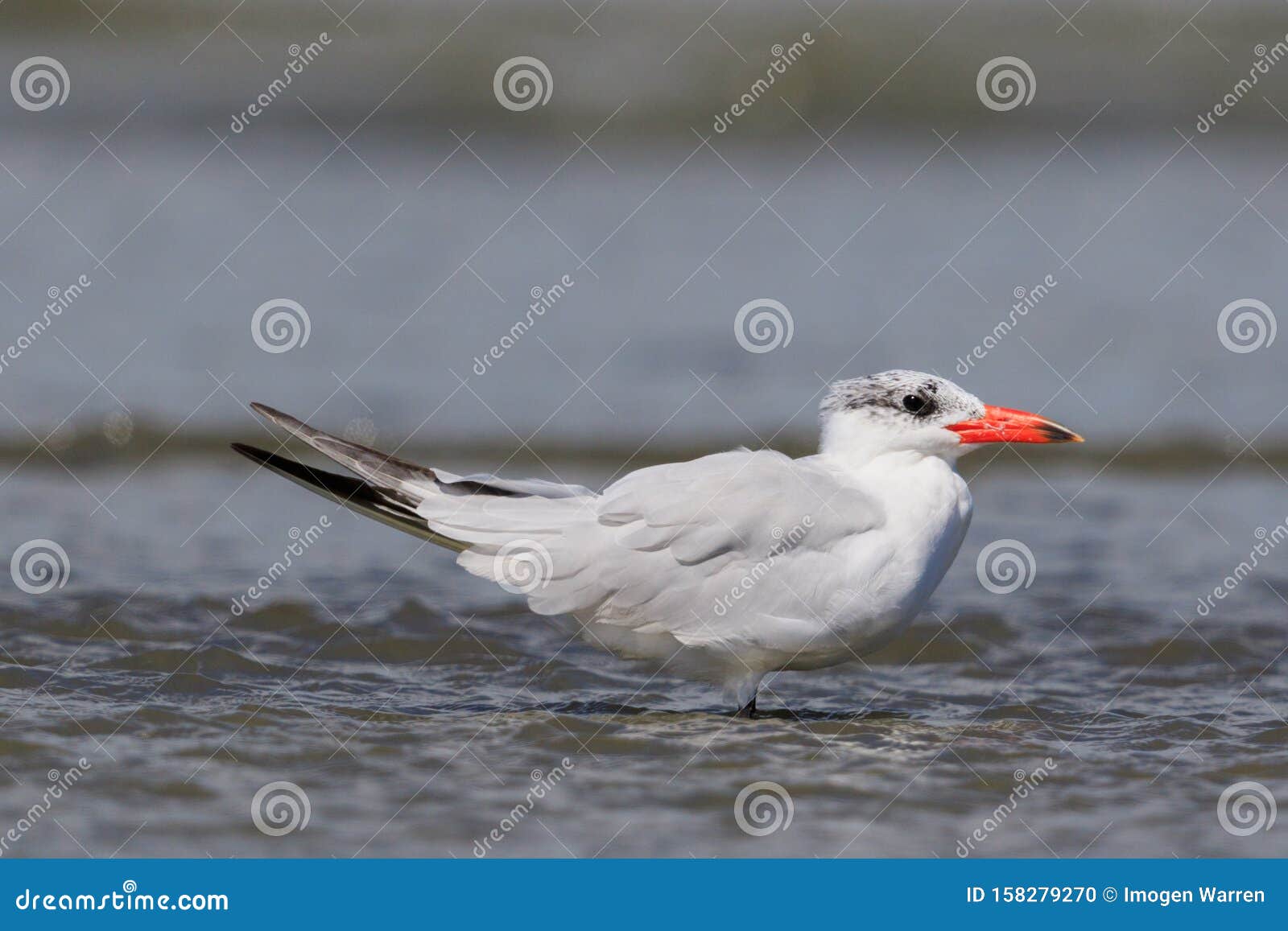 Caspian Tern in Australasia Stock Photo - of bird,