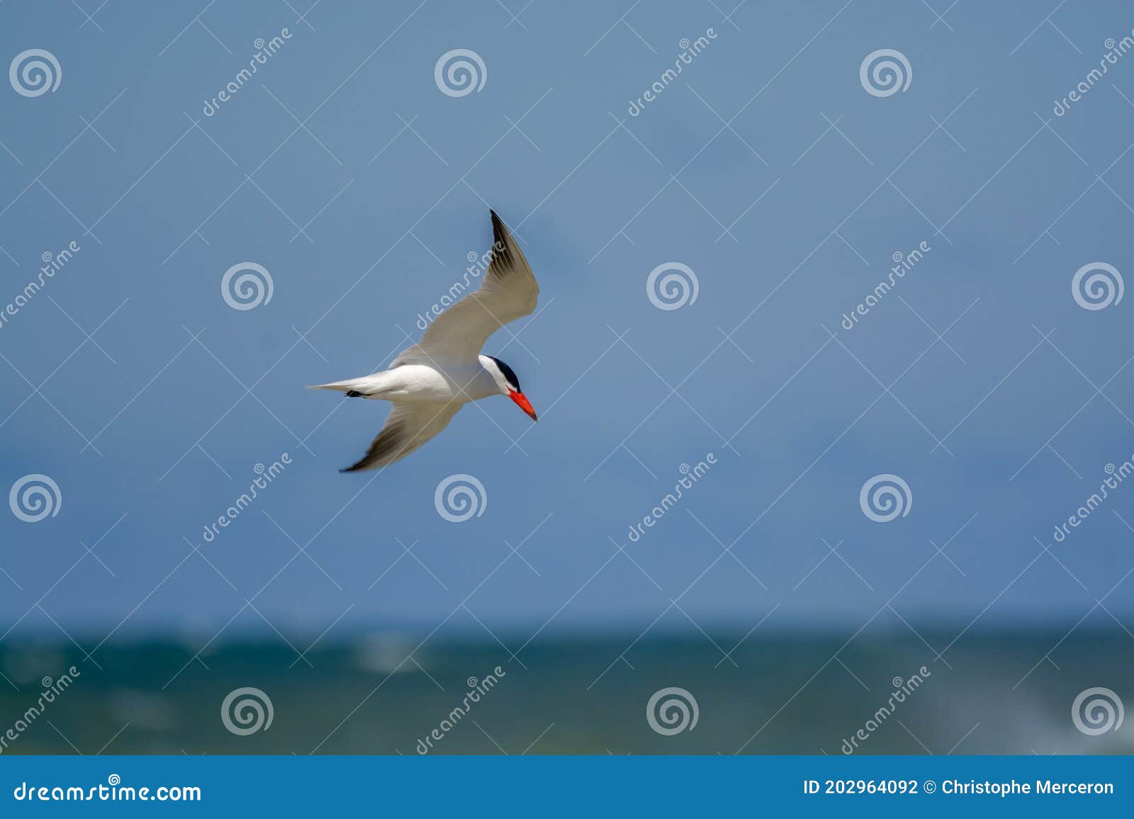 Caspian Tern in Flight stock photo. Image of caspian 202964092