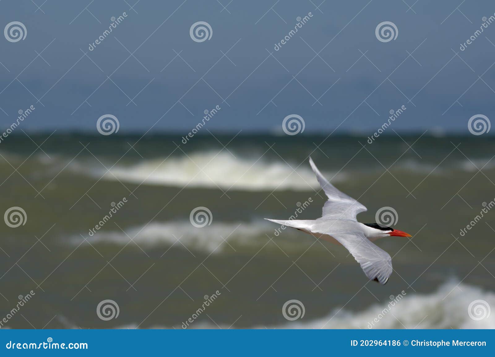 Caspian Tern in Flight stock photo. Image of birdwatching 202964186