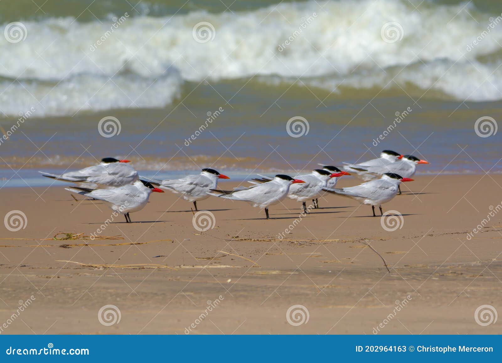 Caspian Tern Flock stock image. Image of birdwatching 202964163