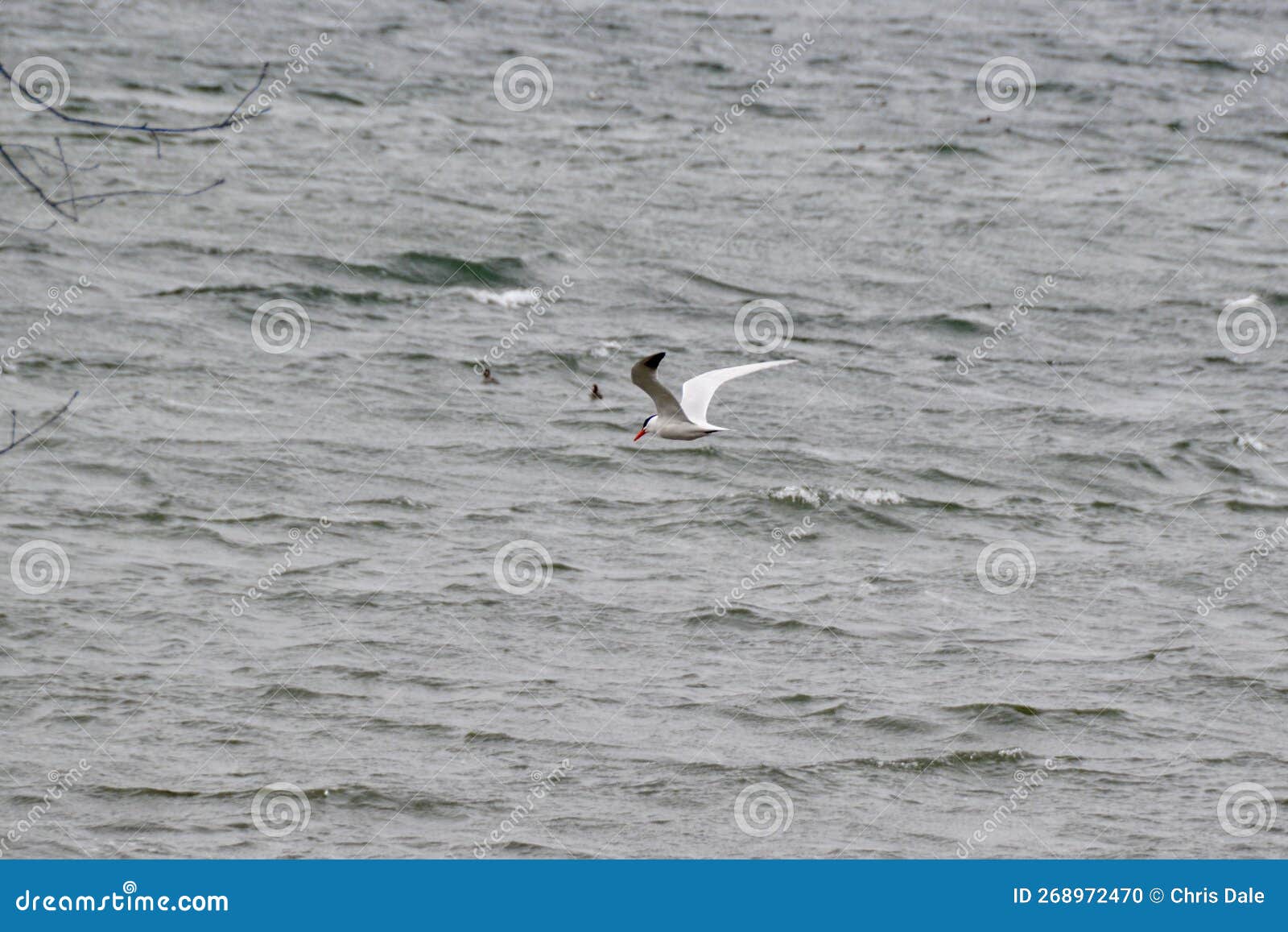 caspian tern (hydroprogne caspia) flying over rough water along shore of kempenfelt bay