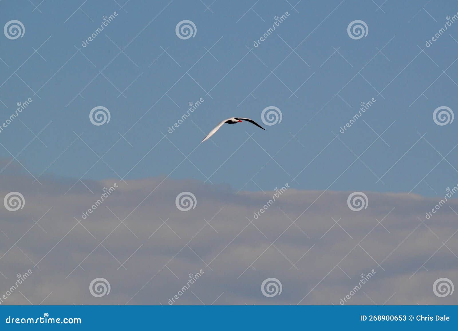 caspian tern (hydroprogne caspia) flying overhead at tiny marsh