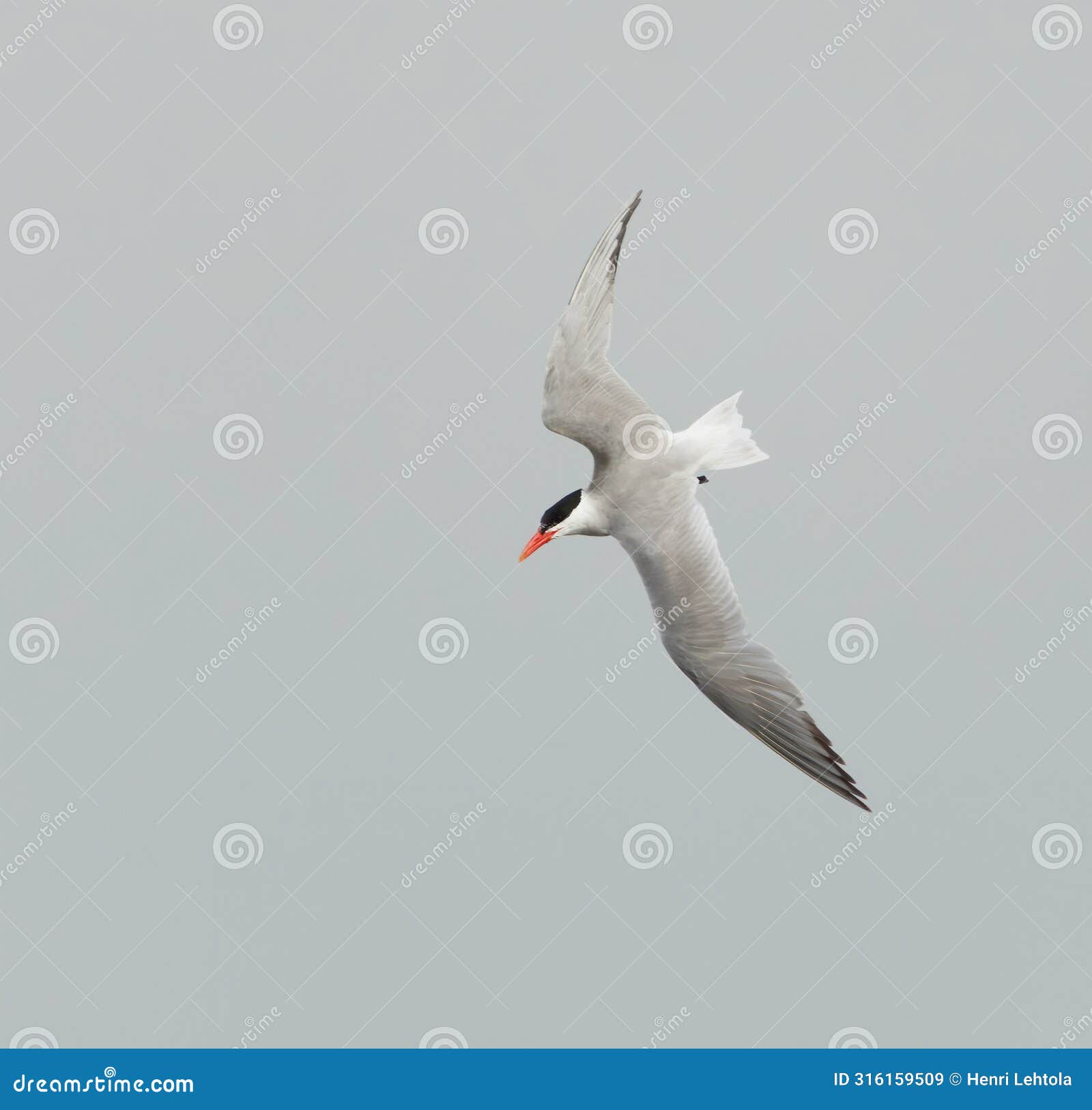 caspian tern (hydroprogne caspia) flying in the sky diving to catch fish