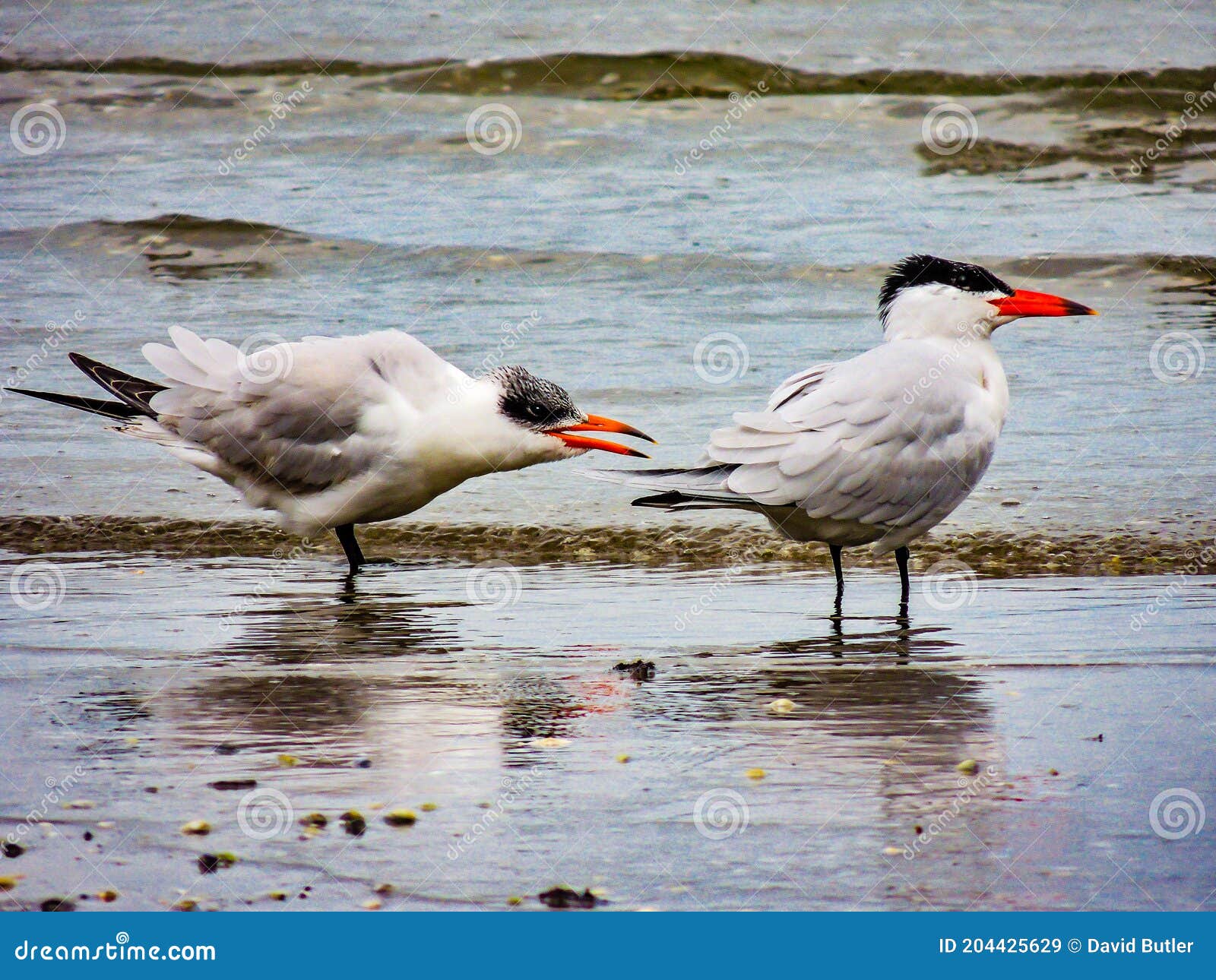 caspian terns take a walk along the beach. bethels beach auckland new zealand
