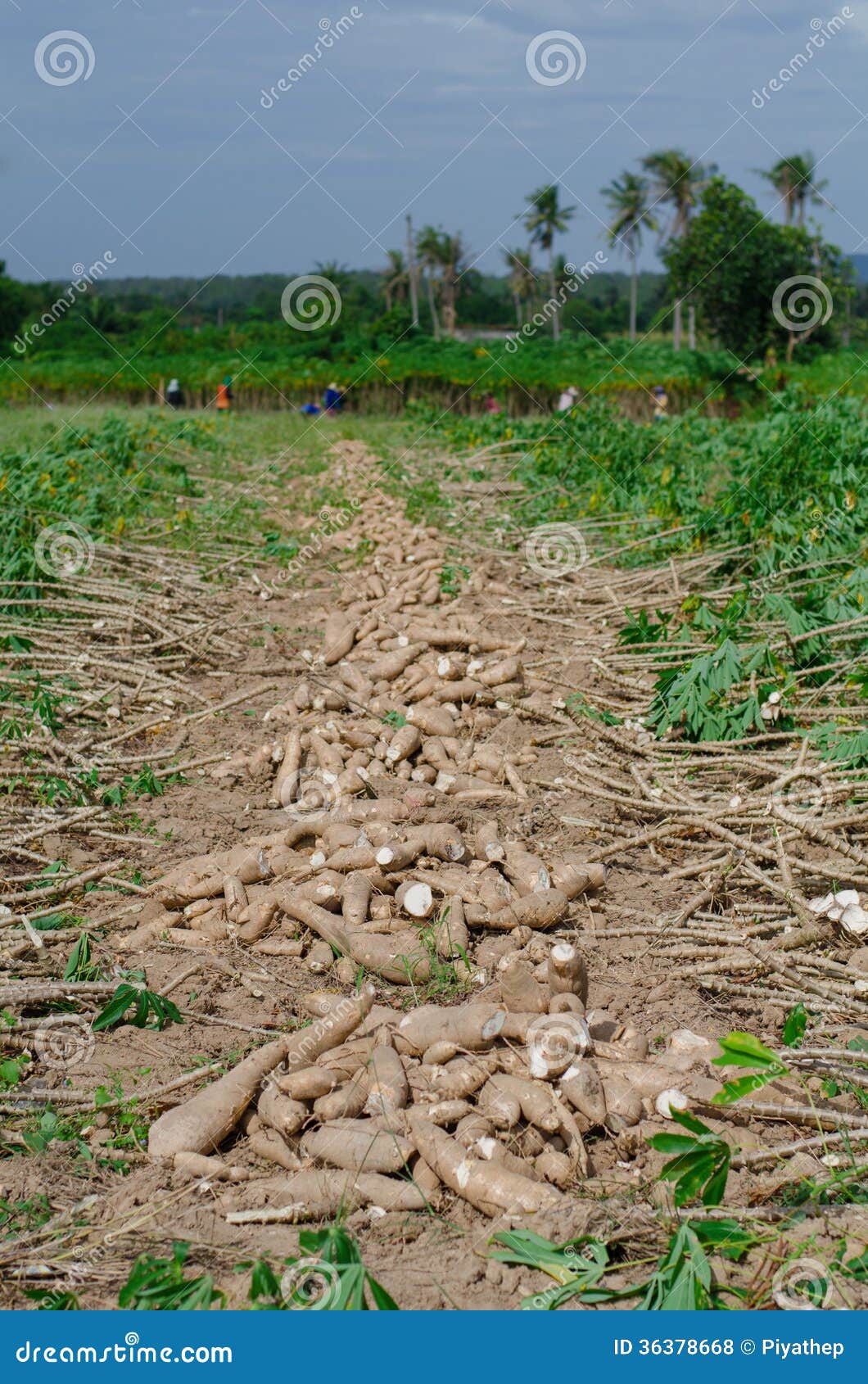 Cassava On The Ground For Planting, Cassava Tuber On Soil For
