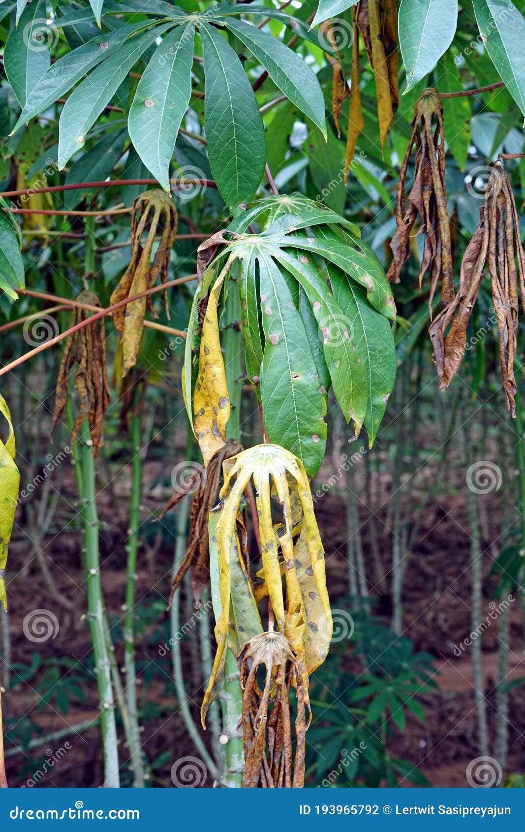 Cassava Leaf Blight Disease, Plant Disease Stock Photo Image of fresh