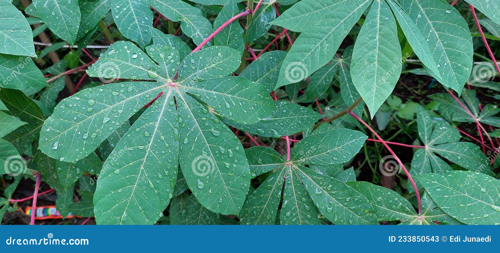 Cassava Leaf with Water Debris Stock Image Image of petal, autumn
