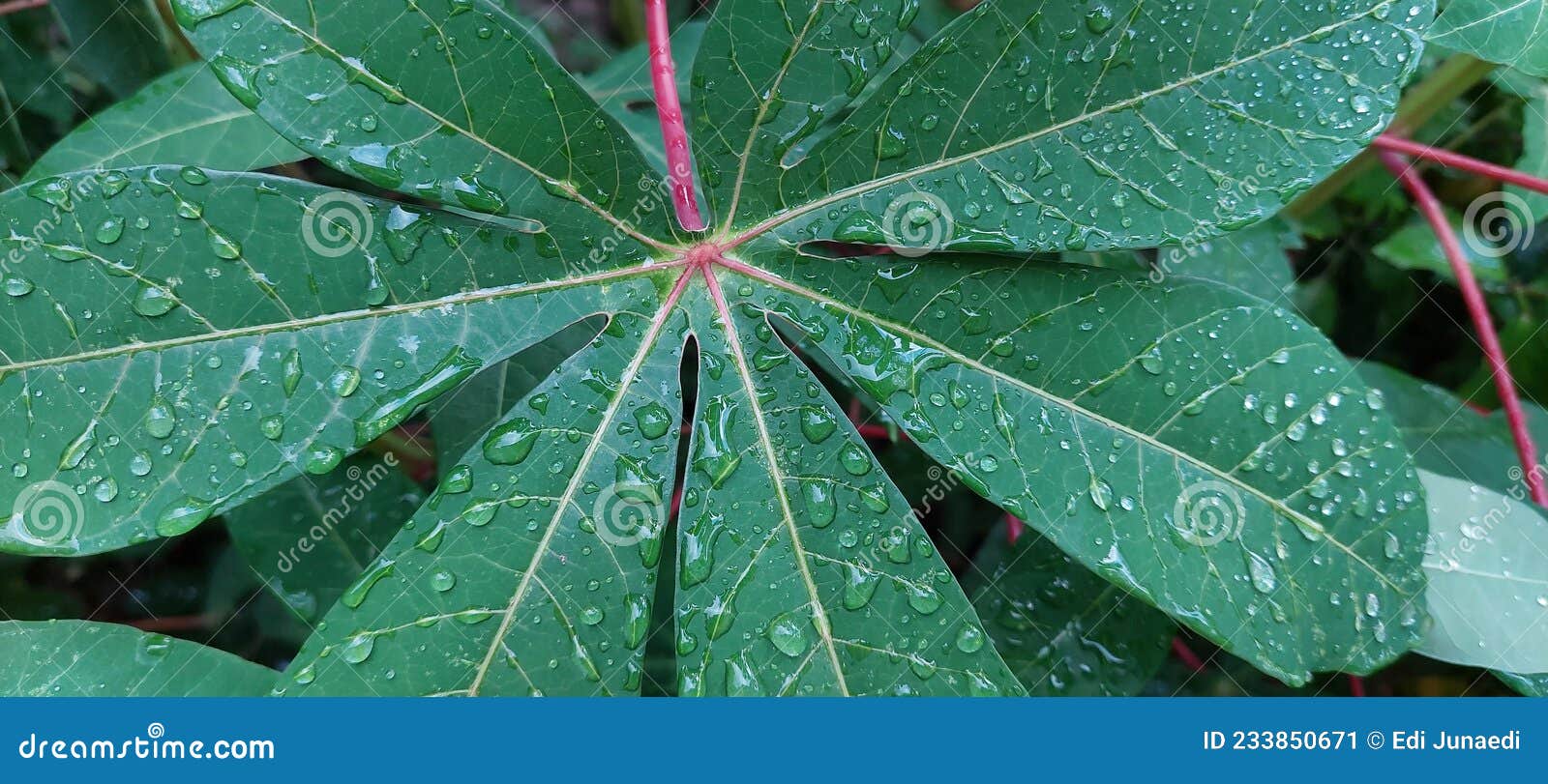 Cassava Leaf with Water Debris Stock Image Image of plant, petal