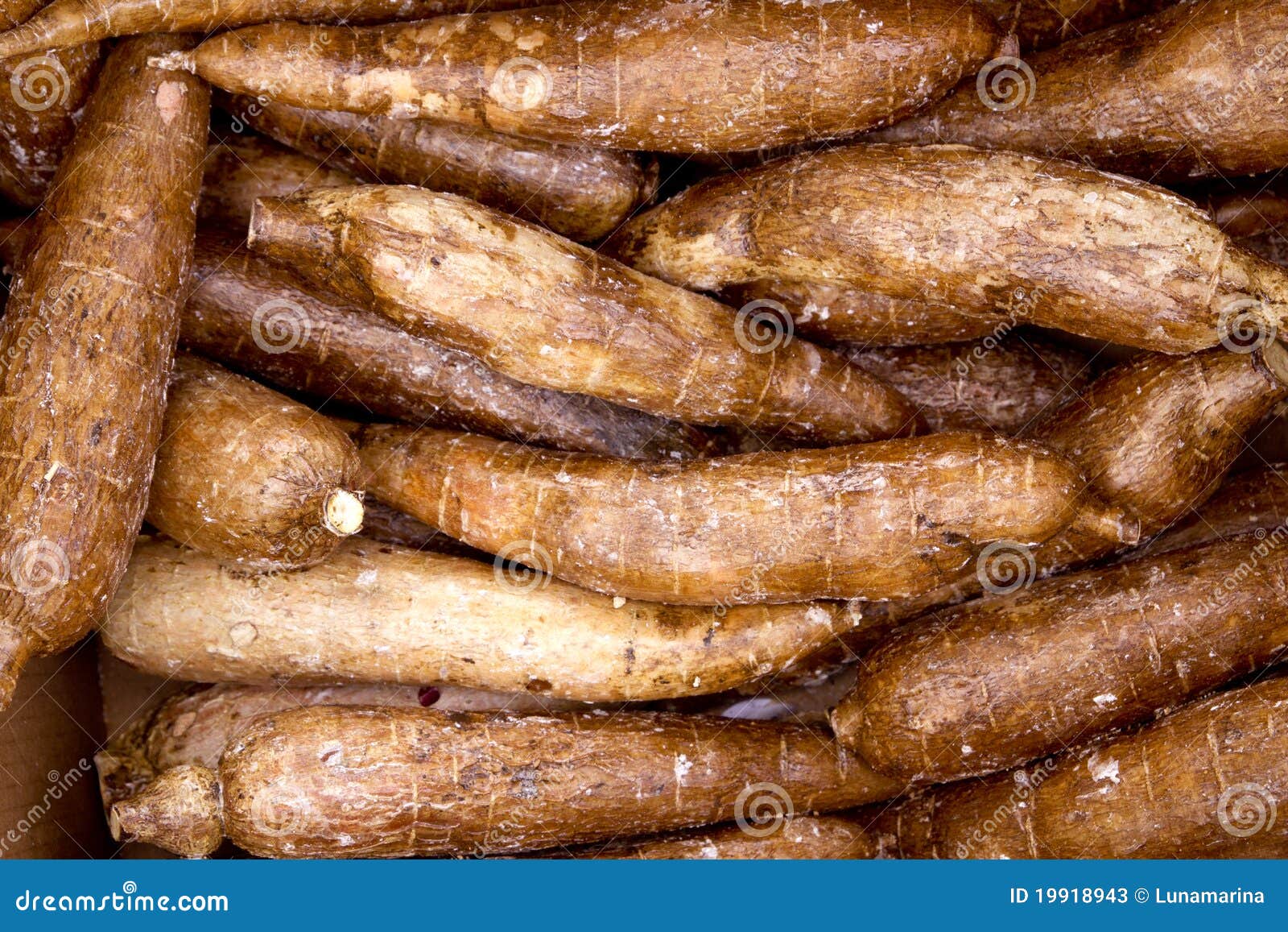cassava yucca rhizomes vegatable food pattern