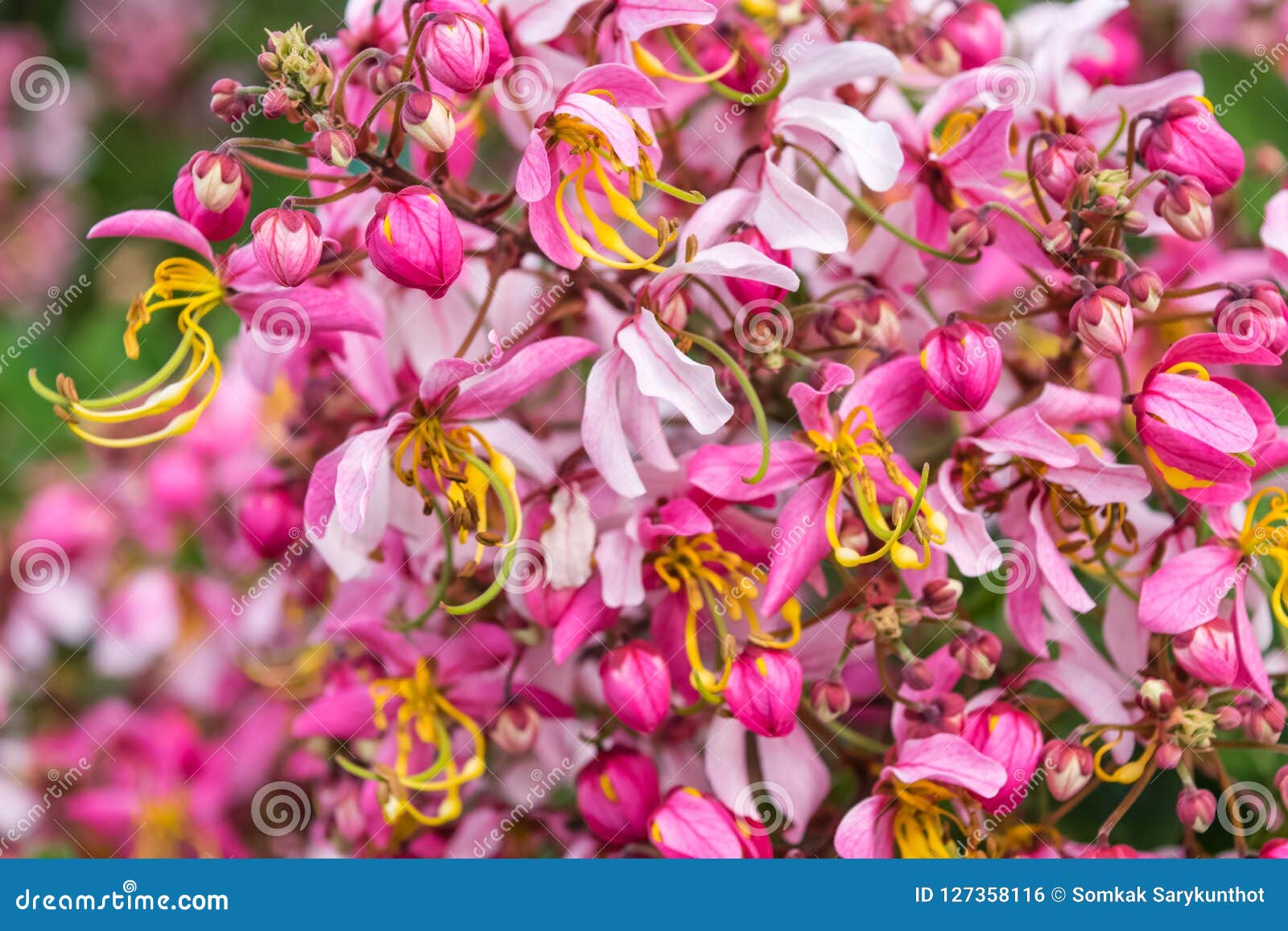 Cassia bakeriana Craib, stock photo. Image of nature - 127358116