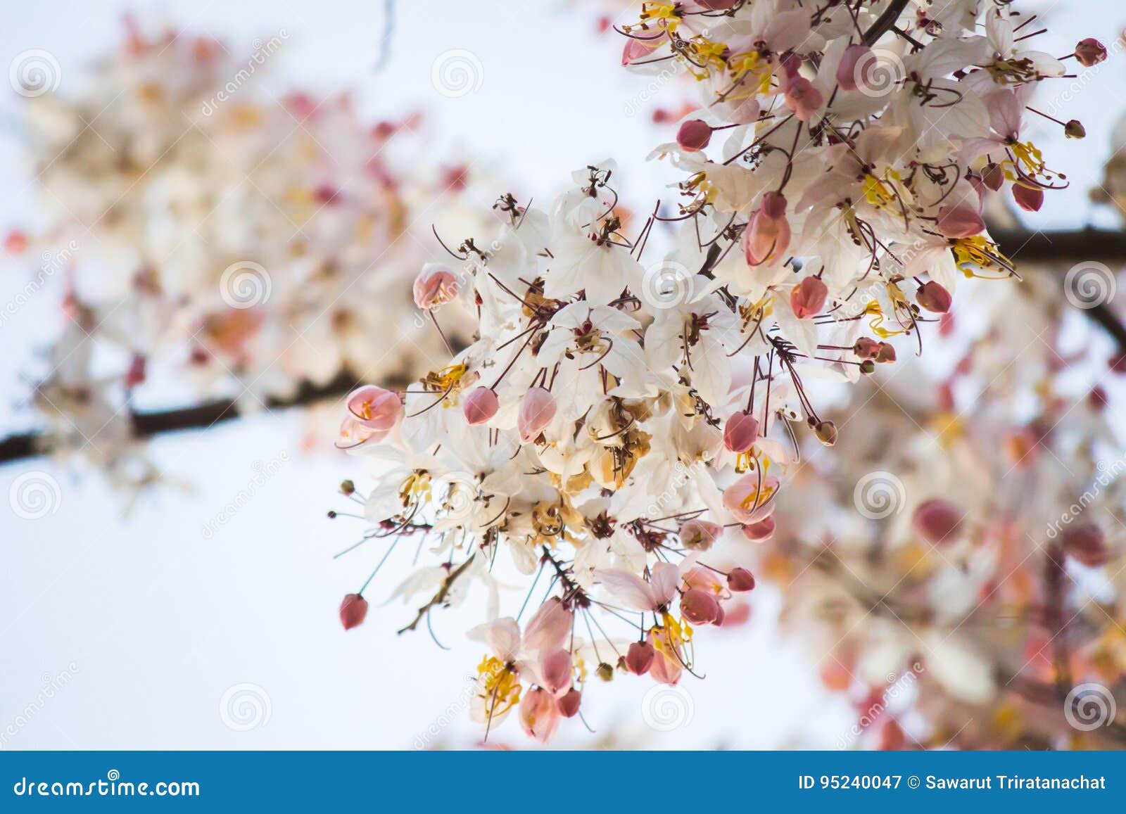 Thais in Hairy Cherries