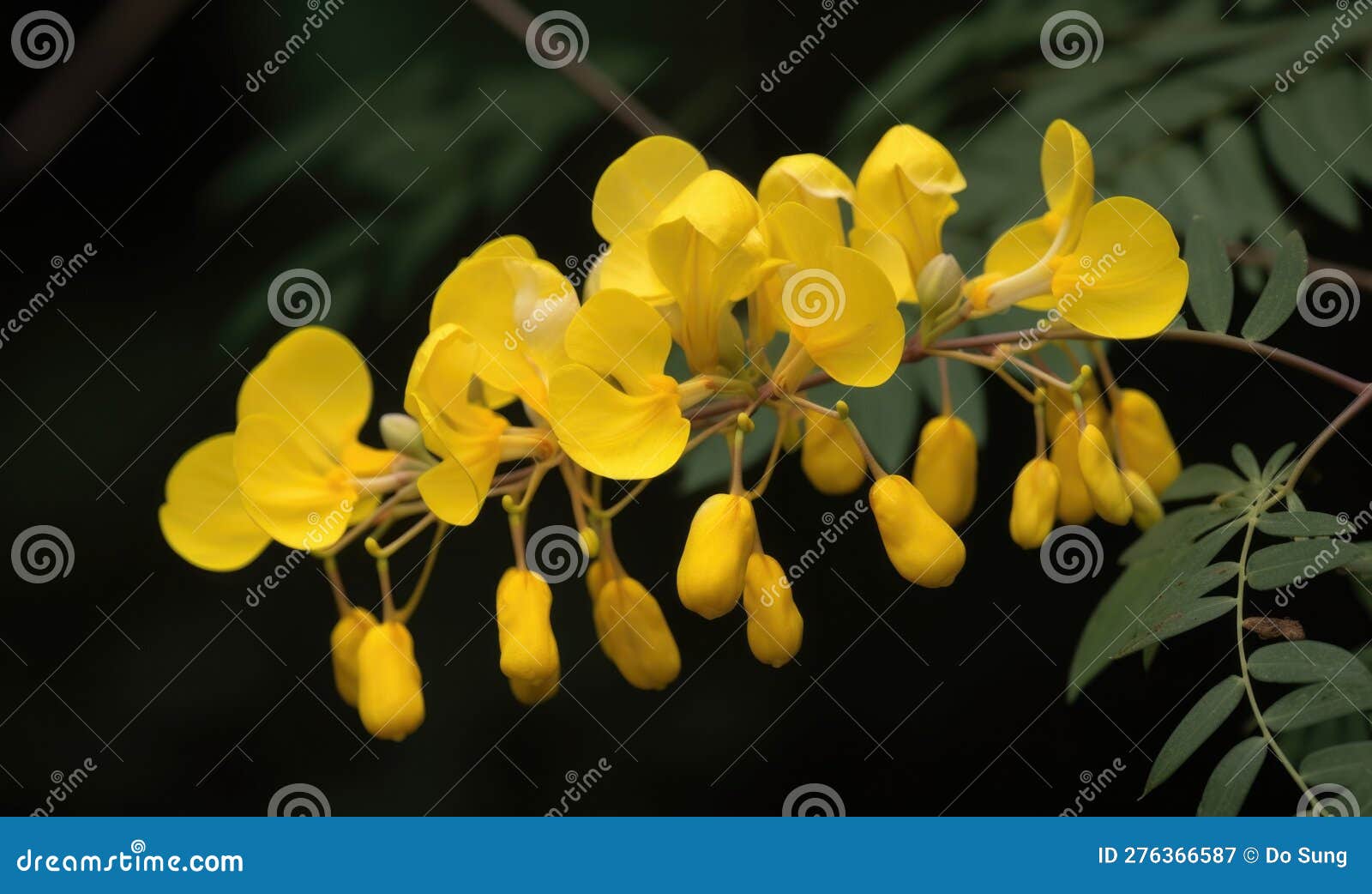 a beautiful photograph of cassia fistula flower