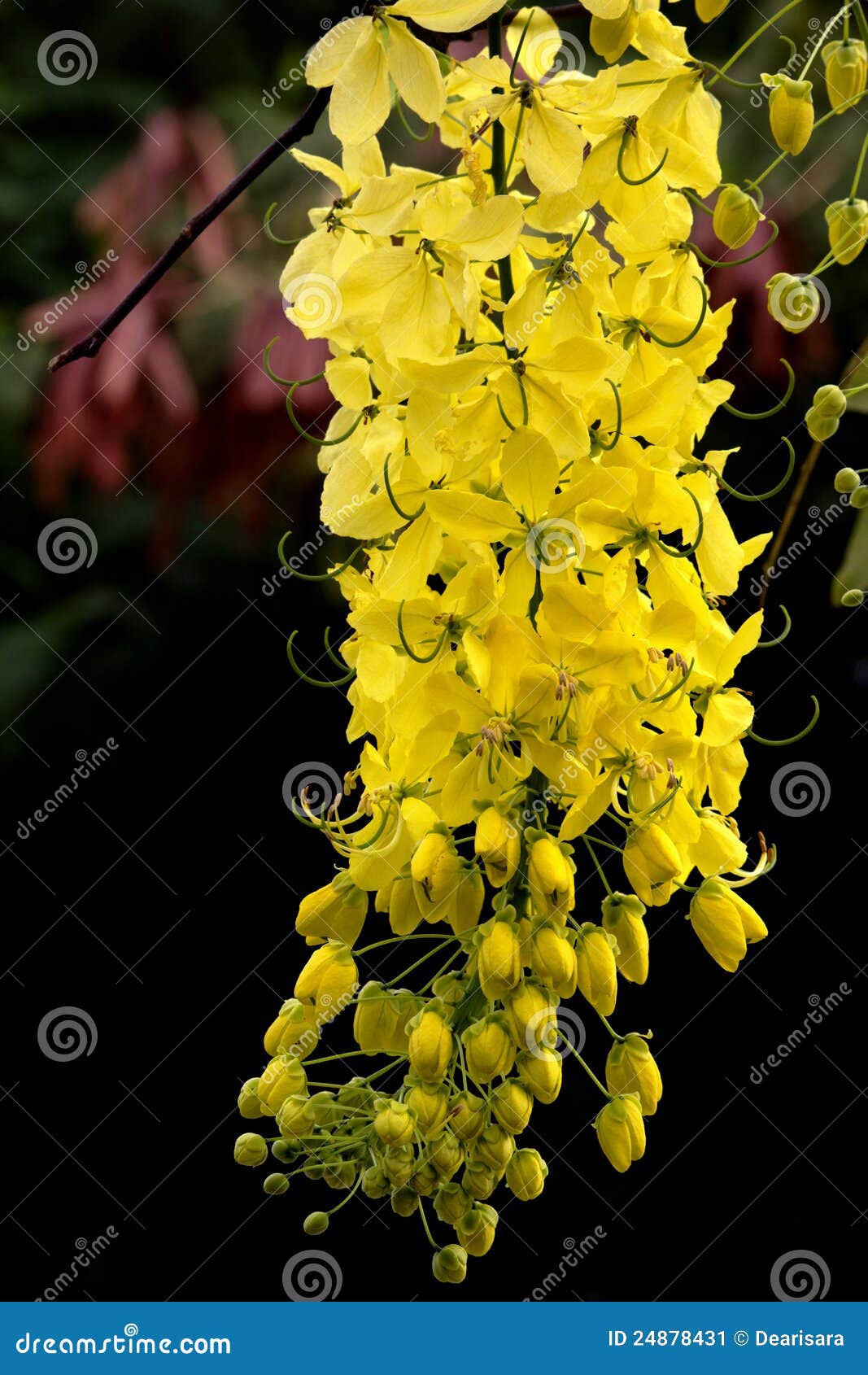 cassia fistula flower