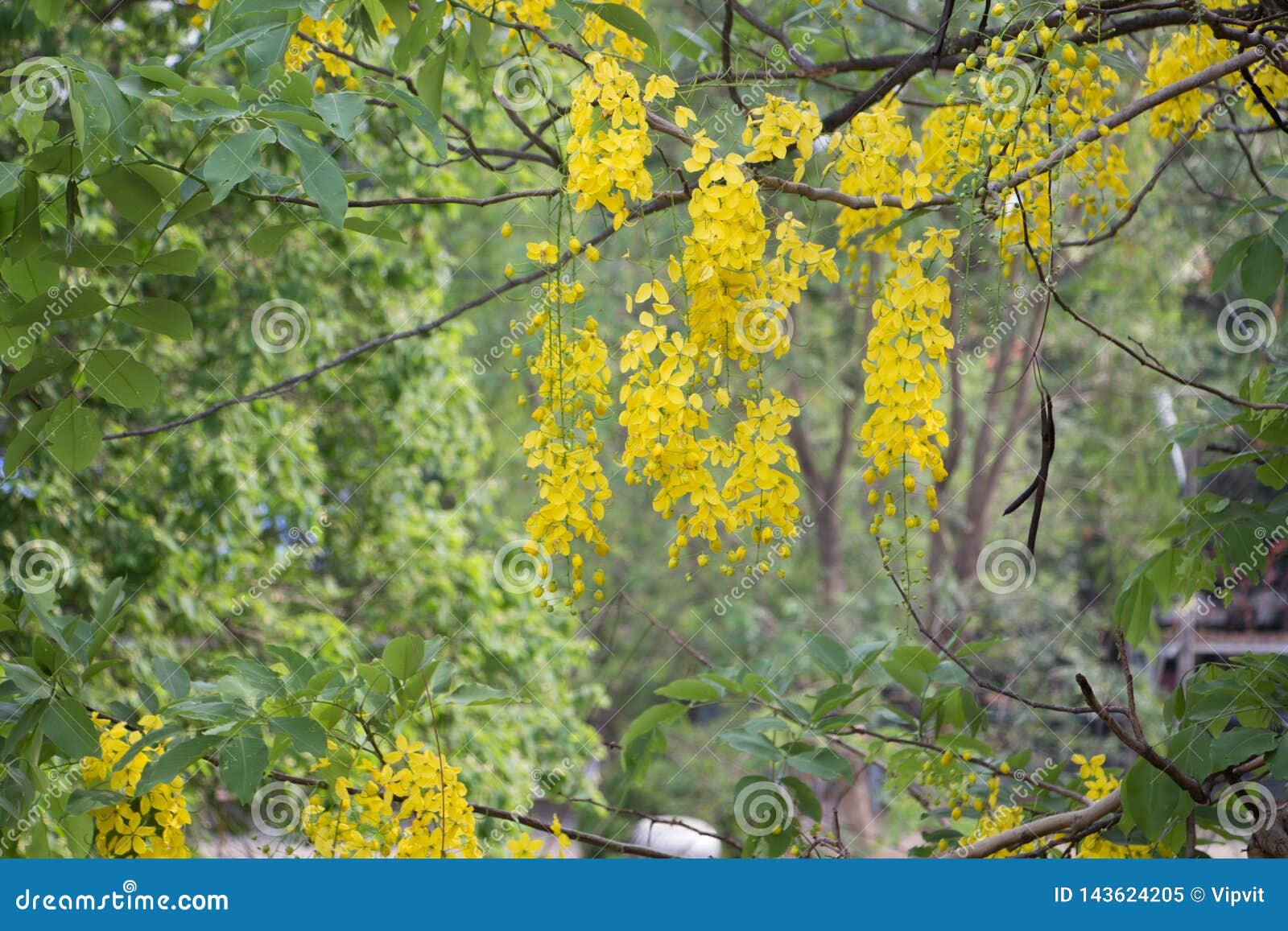 cassia fistula or golden shower the ratchaphruek