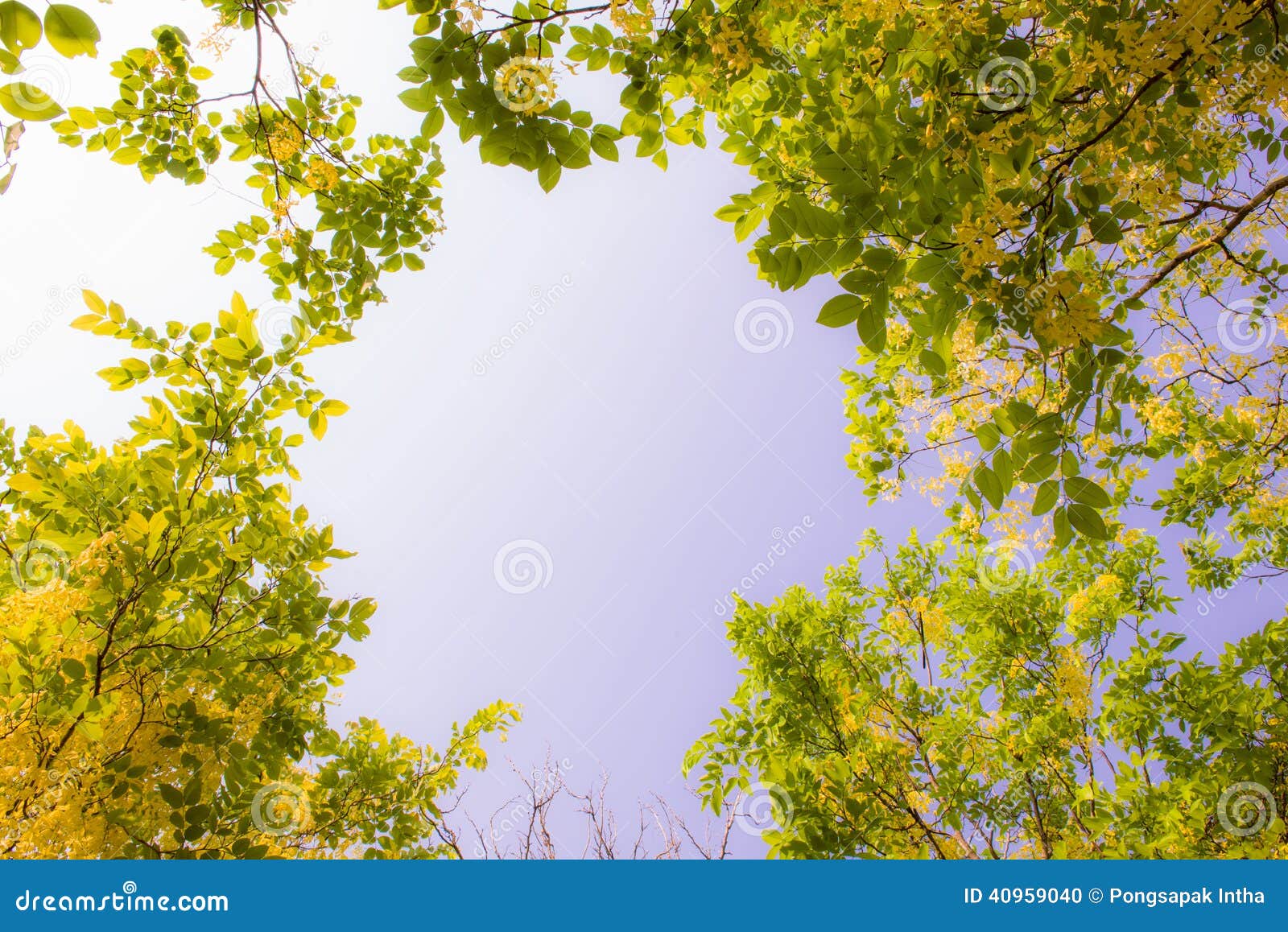 Cassia fistula stock photo. Image of beautiful, buds - 40959040