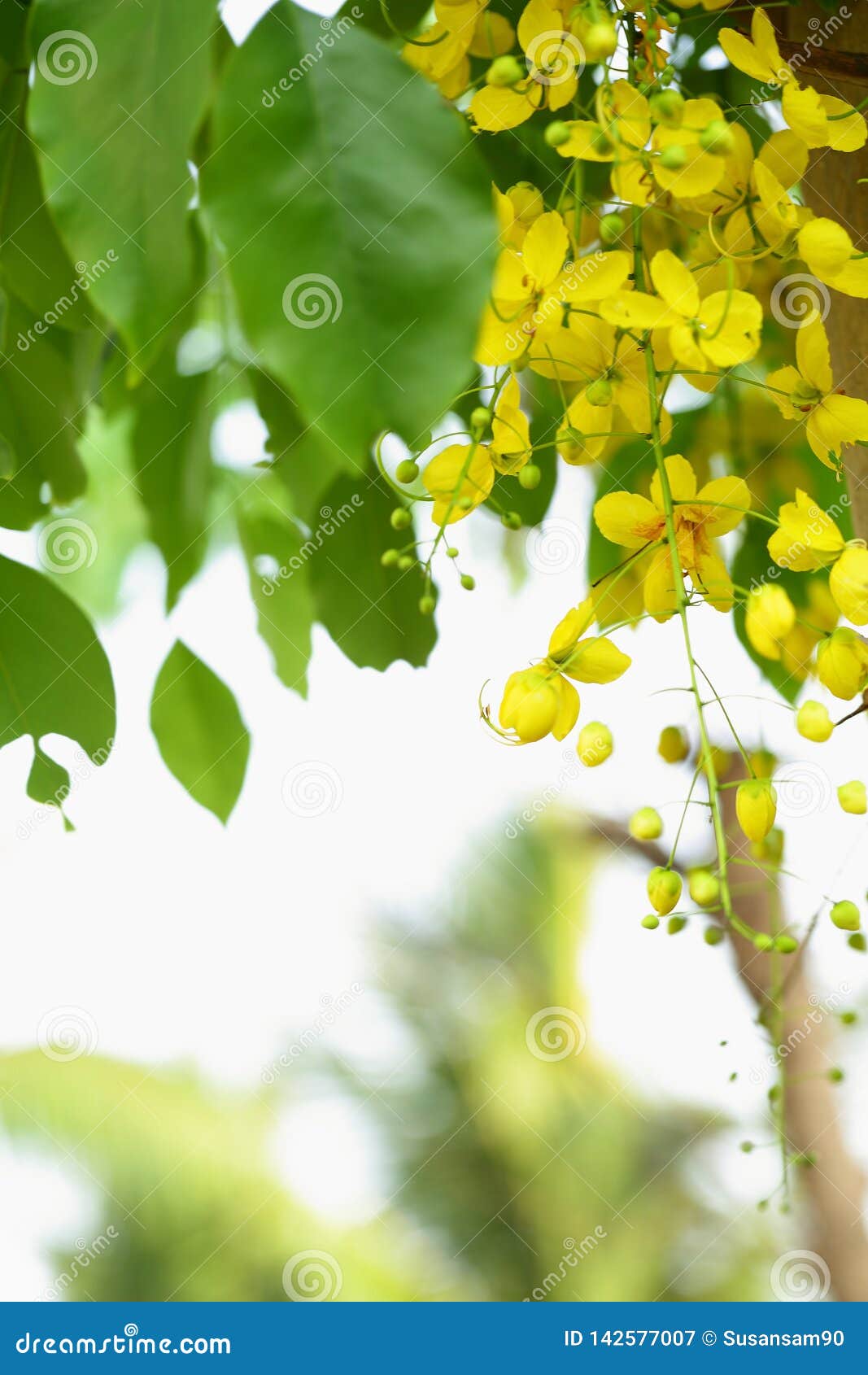 Cassia Fistula -kanikonna Flowers in the Tree Stock Image - Image of nature, tamil: 142577007 Cassia Fistula -kanikonna Flowers in the Tree Stock Image - Image of nature, tamil: 142577007