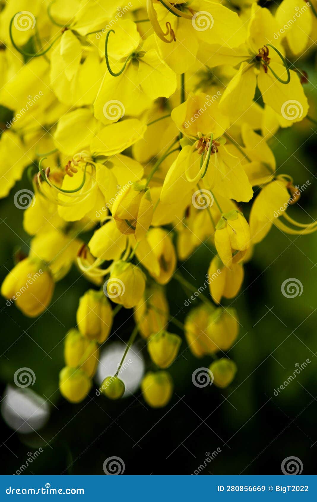 cassia fistula yellow flowers are in full bloom, with brightly colored flower clusters dangling from the branches