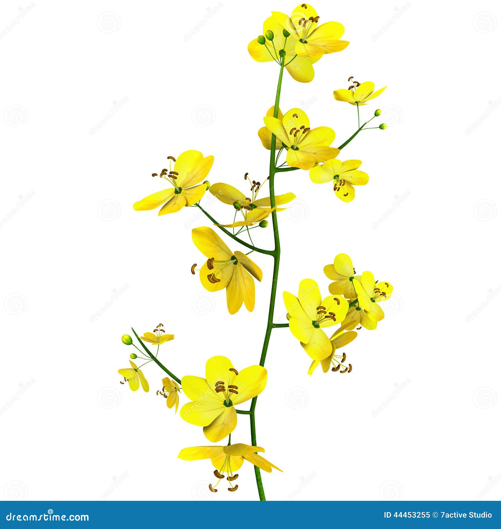 cassia (genus)