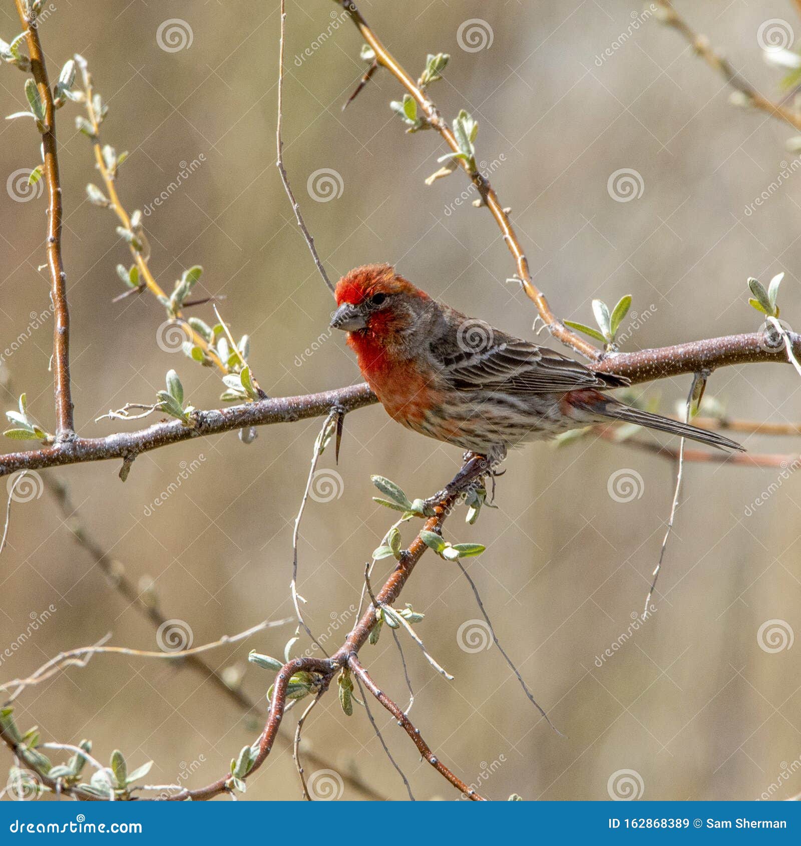 cassin`s finch beatiful song bird of the west.