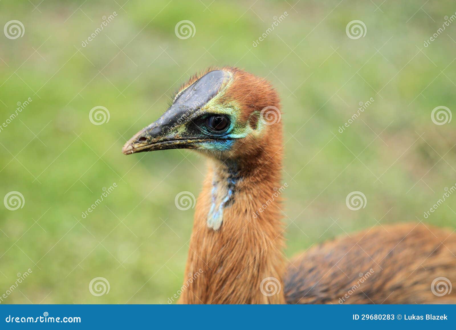 cassowary juvenile