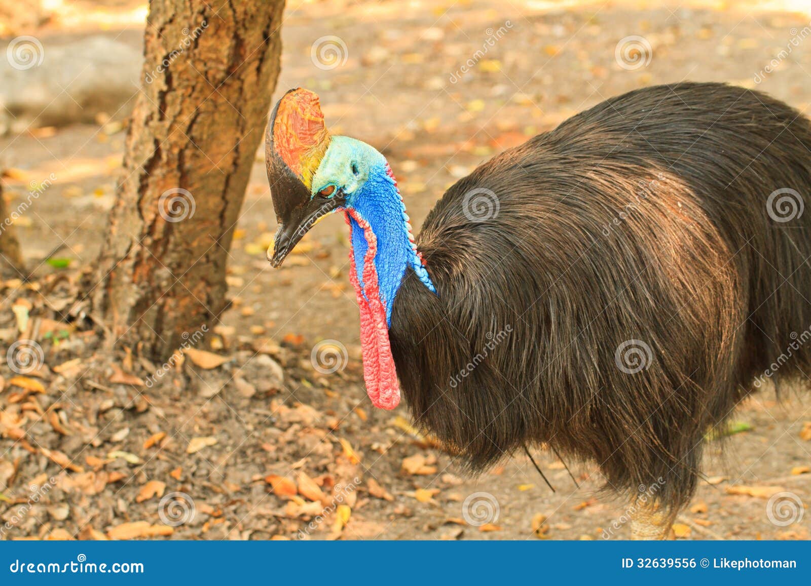 Yellow Cassowary Bird Warning Sign In Australia RoyaltyFree Stock