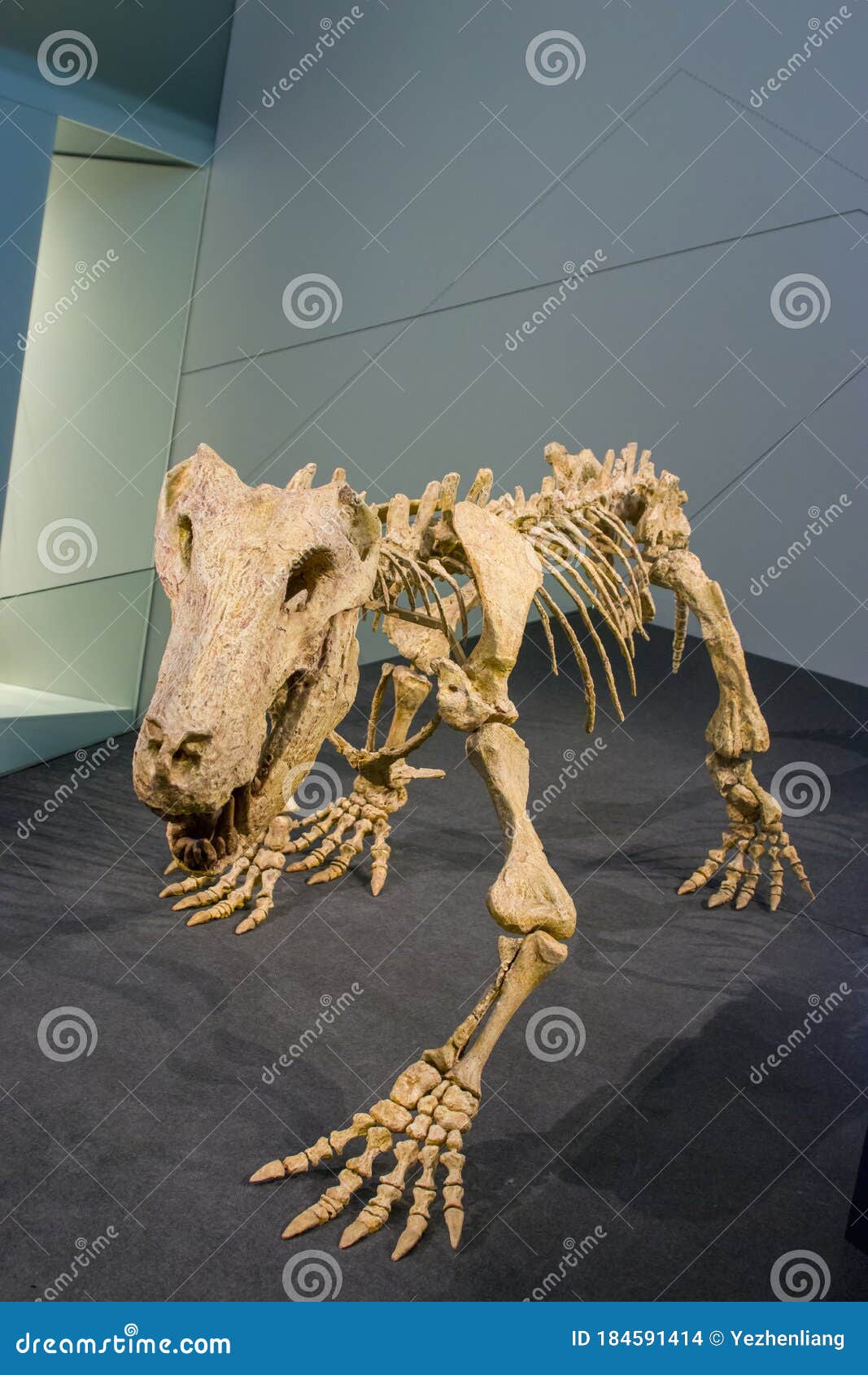 669 Cast Fossil Stock Photos - Free & Royalty-Free Stock Photos from  Dreamstime