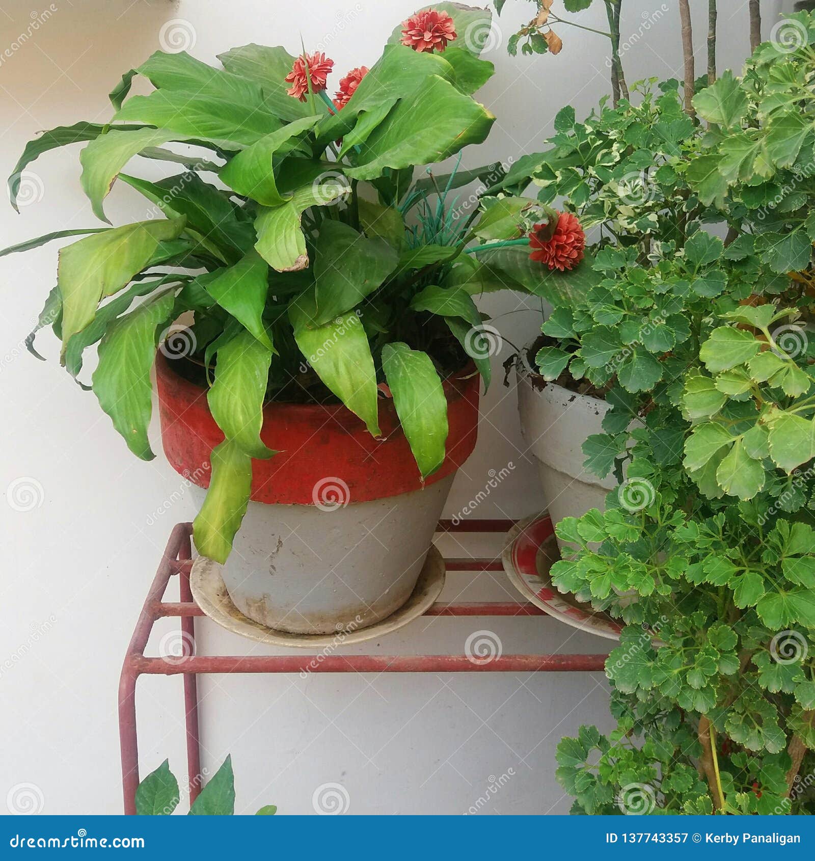 cast iron plant on a white and red pot