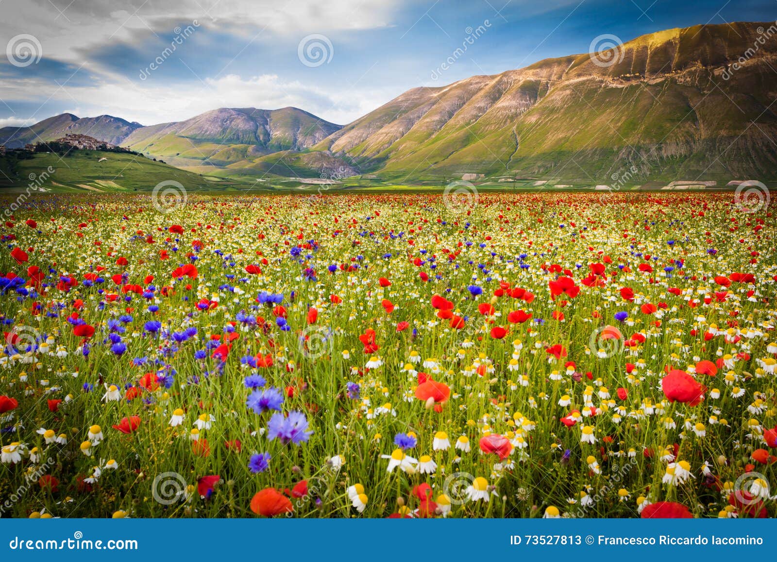 castelluccio di norcia, flowering