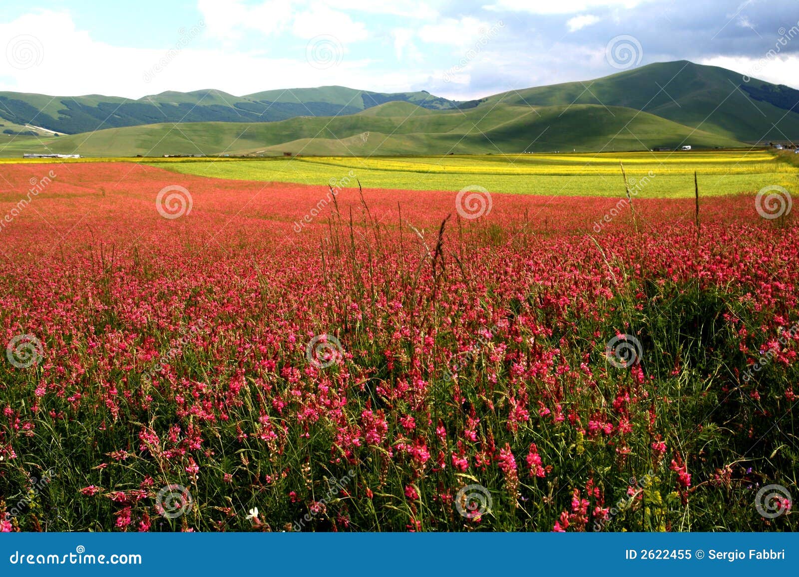 castelluccio /spring landscape